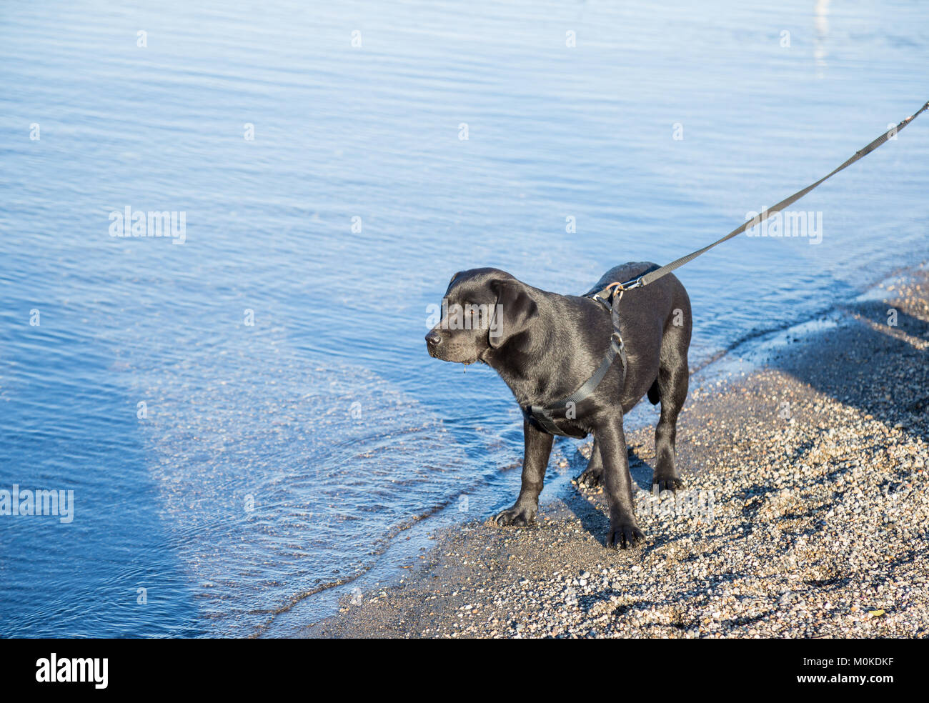 Bracciano, lazio, Italie, le 11 mars 2017 chien en laisse marcher le long du lac de Bracciano Banque D'Images