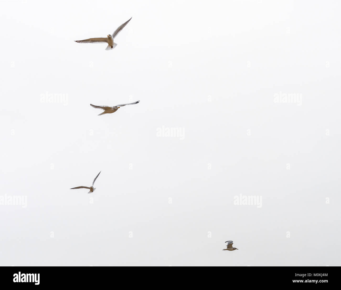 Les mouettes en vol contre un ciel d'hiver blanc Banque D'Images
