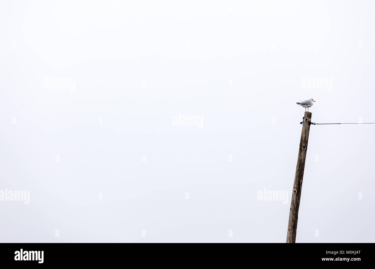 Une mouette debout sur un poteau de l'utilitaire Banque D'Images