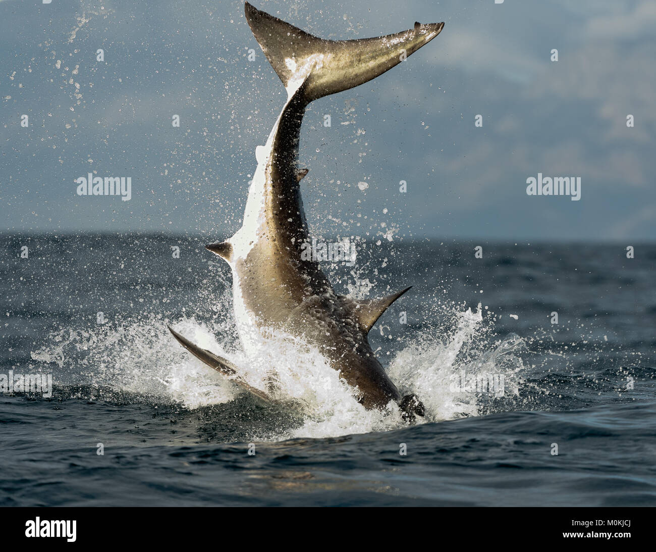 Jumping Grand requin blanc. La queue du sauté-out grand requin blanc (Carcharodon carcharias) Banque D'Images