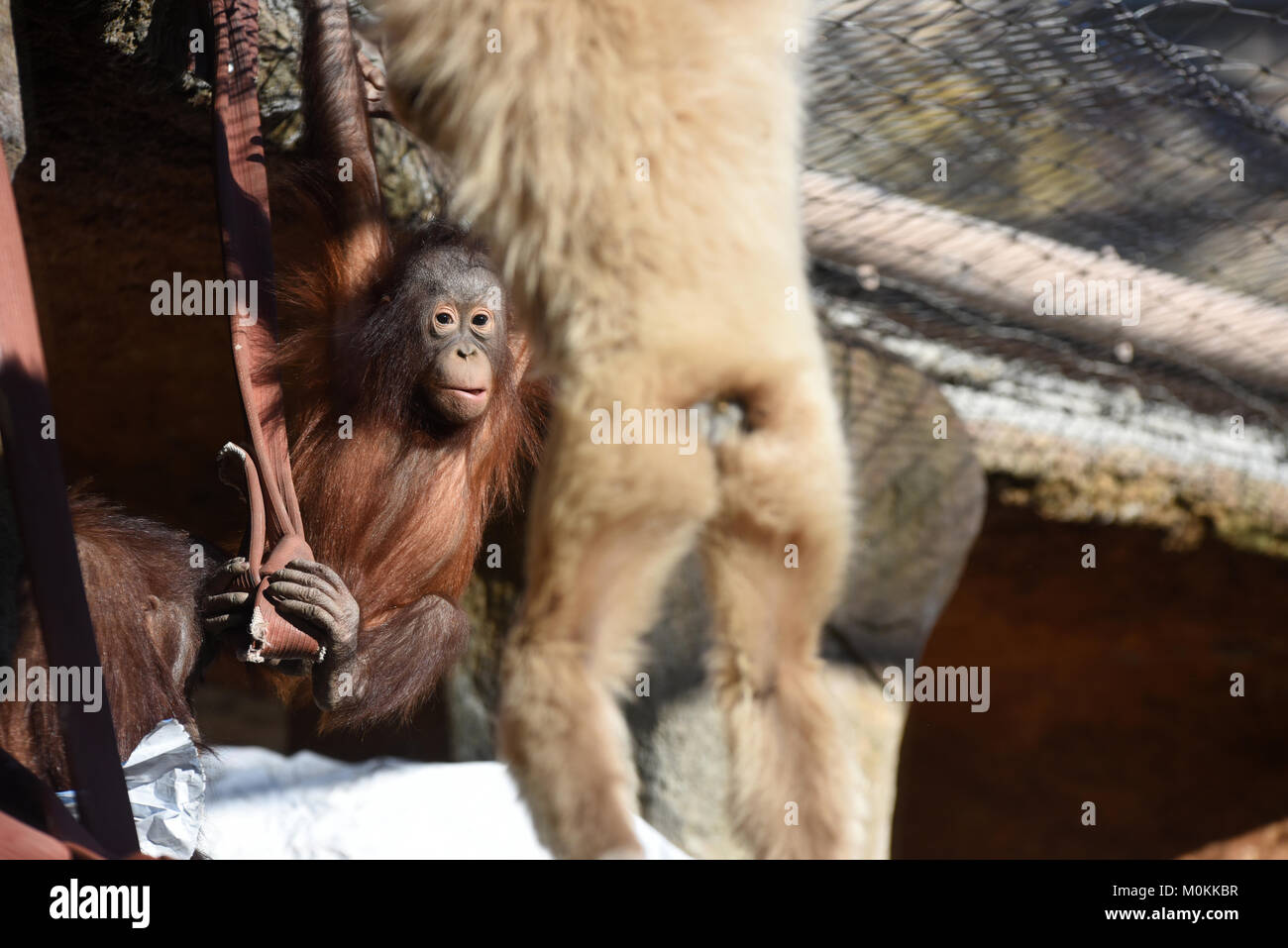 Madrid Espagne 22 Janvier 18 Le Bebe Orang Outan Sabah Ressemble A Son Ami Tarzan Un Specimen De Gibbons Dans Son Enclos Au Zoo De Madrid Credit Jorge Sanz Pacific Press Alamy Live News Madrid Espagne 22 Janvier 18 Le Bebe Orang Outan Sabah Ressemble A Son Ami Tarzan Un Specimen De Gibbons Dans Son Enclos Au Zoo De Madrid Credit Jorge Sanz Pacific Press Alamy Live News