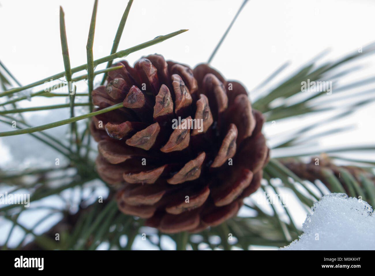 23 Jan 2018 UN Cône cônes de conifères (pin) dans la matinée sur un jour de neige. Banque D'Images