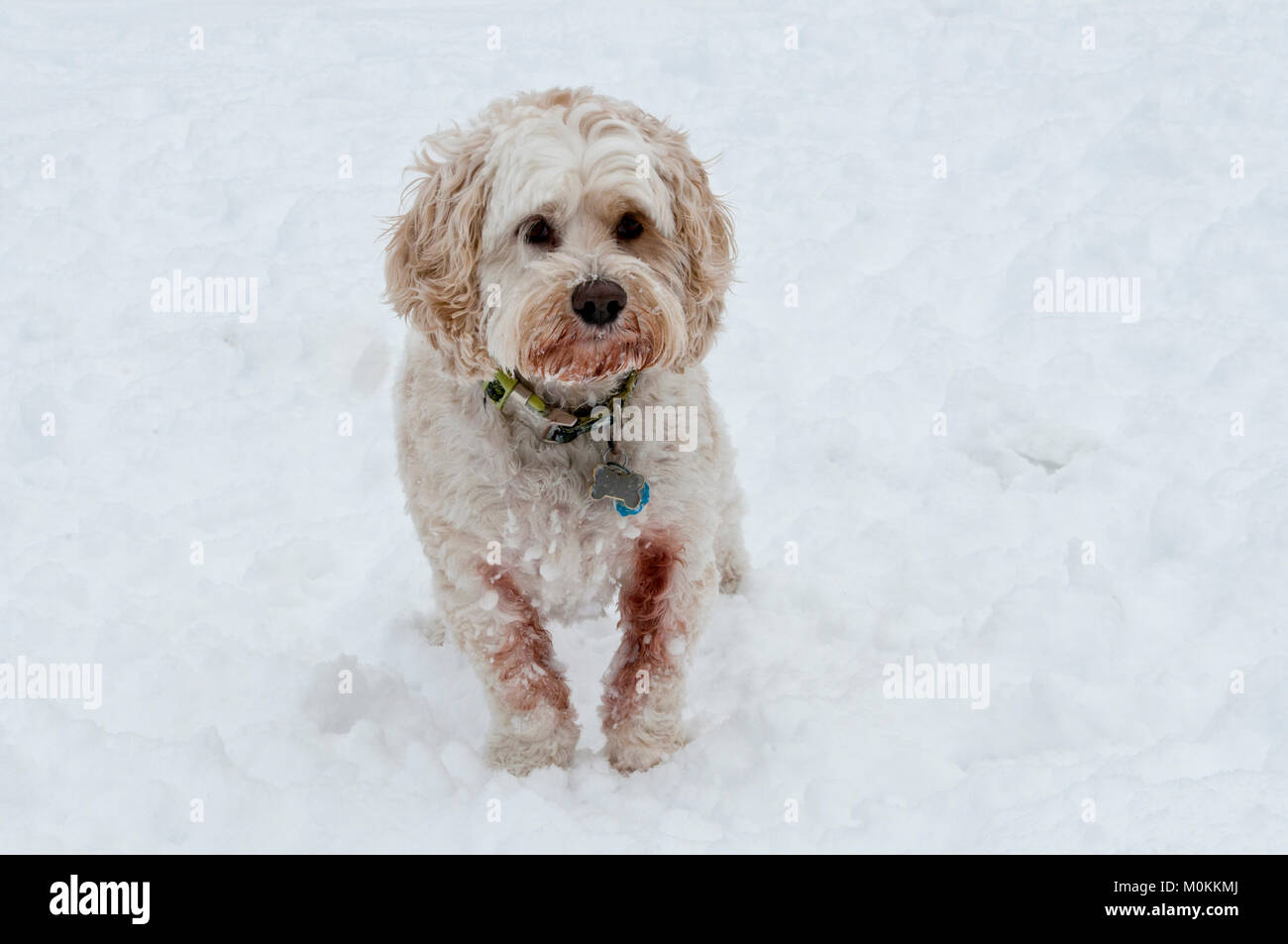 Cockapoo dans la neige Banque D'Images