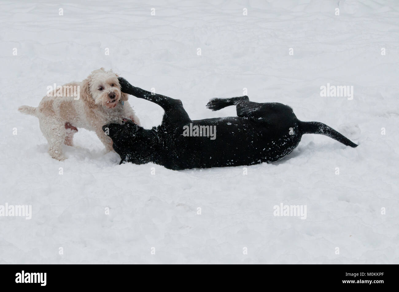 Labrador noir et Cockapoo playfighting dans la neige Banque D'Images