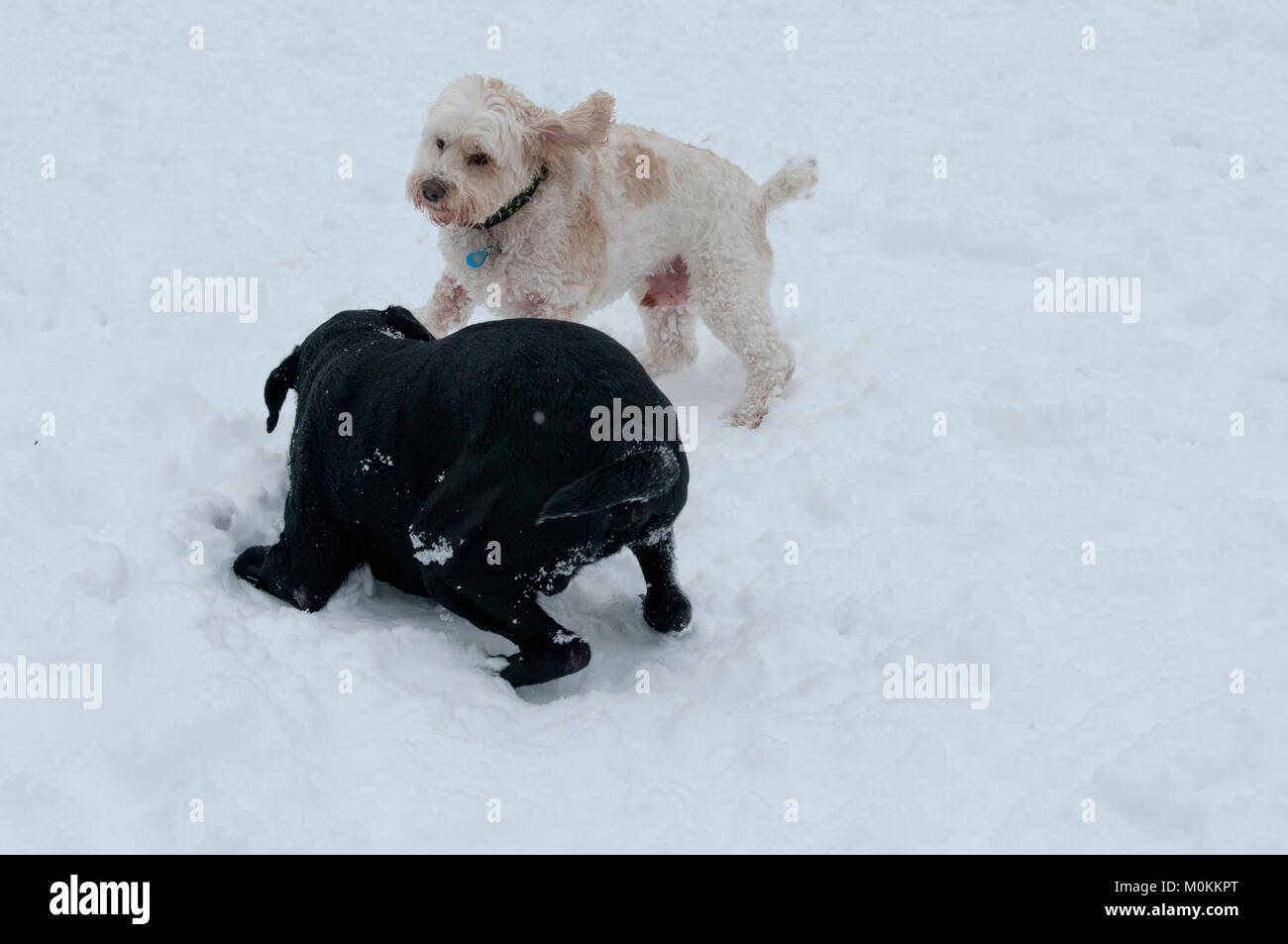 Labrador noir et Cockapoo playfighting dans la neige Banque D'Images