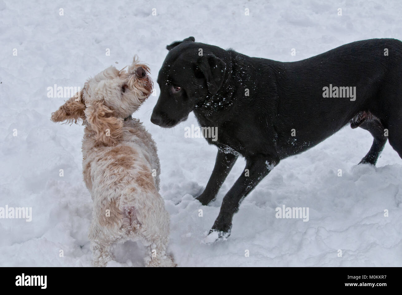 Labrador noir et Cockapoo playfighting dans la neige Banque D'Images