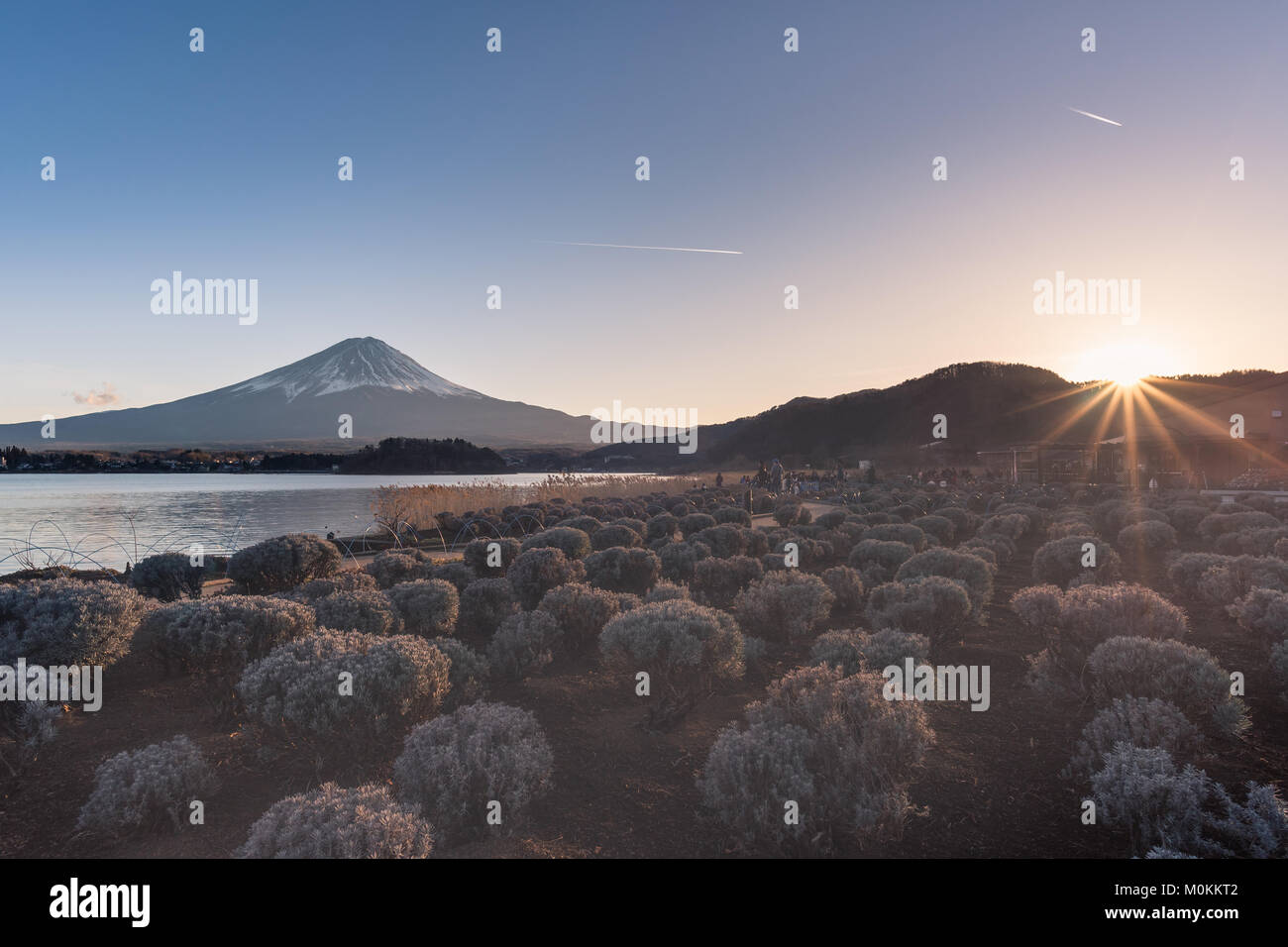 La montagne Fuji avec jardin d'hiver au lac Kawaguchi. Banque D'Images