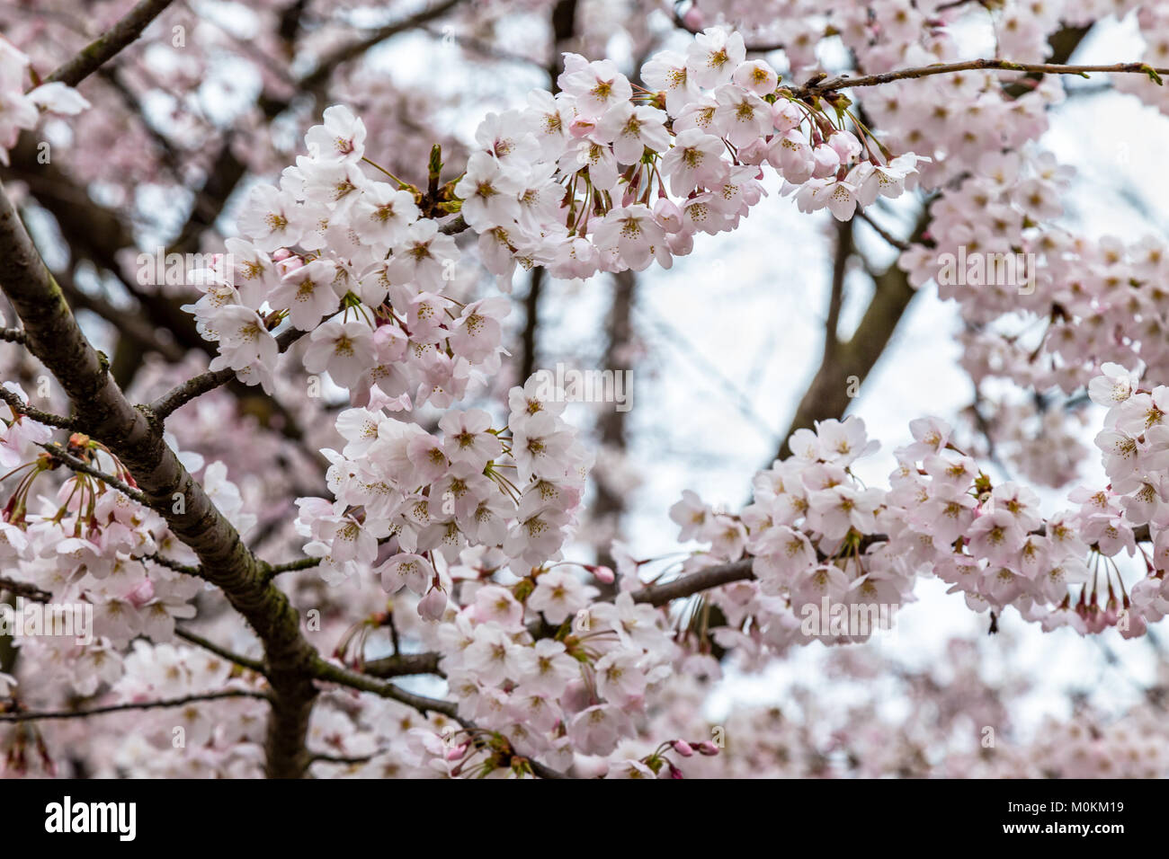 Les Fleurs De Cerisier En Fleurs Dans Le Parc Zhongshan Au
