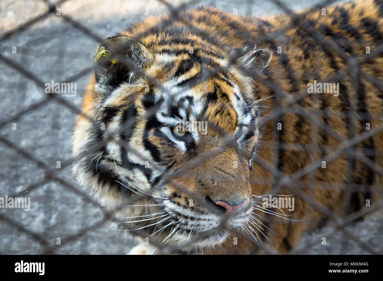 Un tigre derrière la barrière dans le tigre de Sibérie Park, Harbin, Chine Banque D'Images