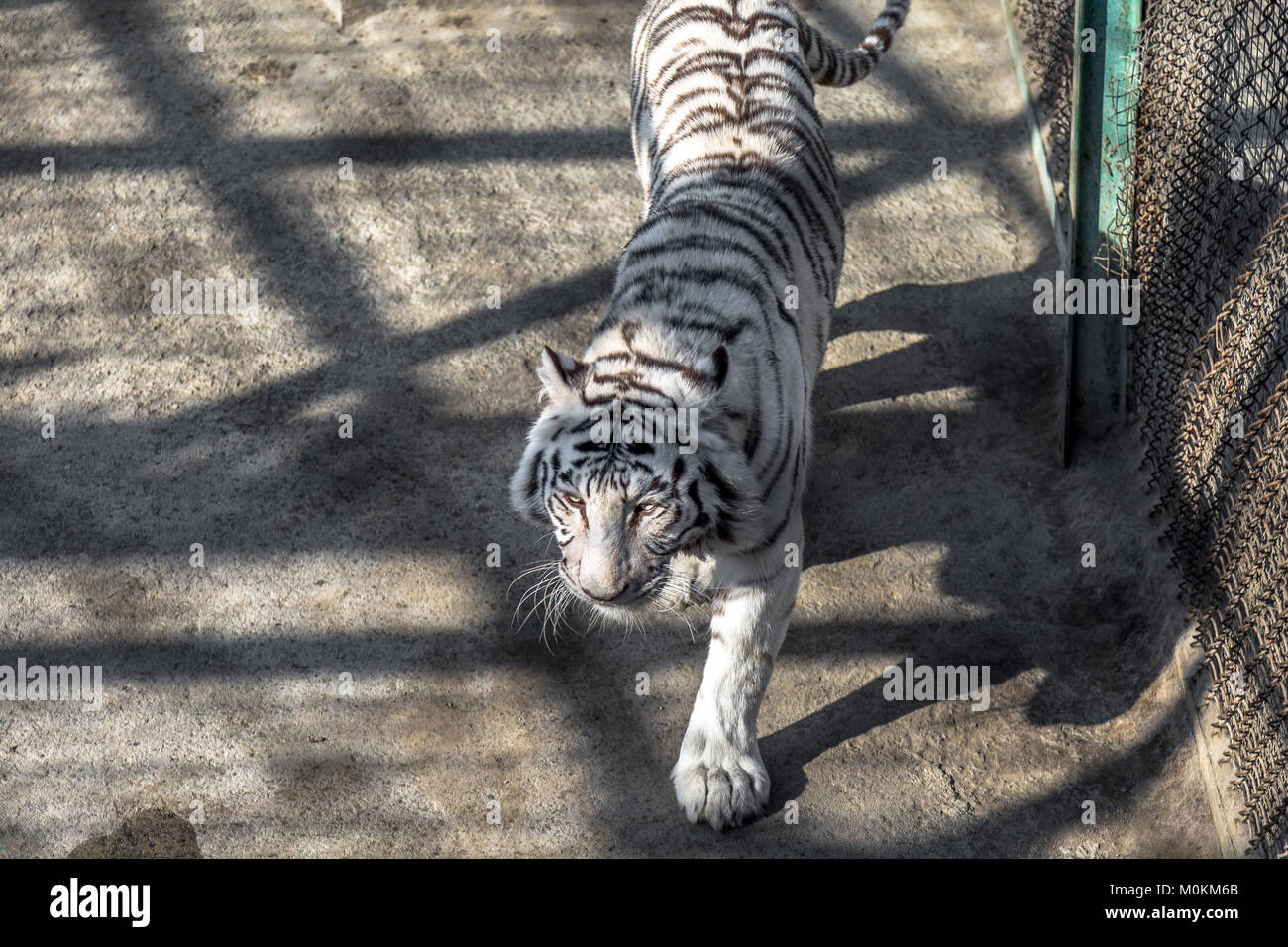 Un tigre blanc dans le tigre de Sibérie Park, Harbin, Chine Banque D'Images