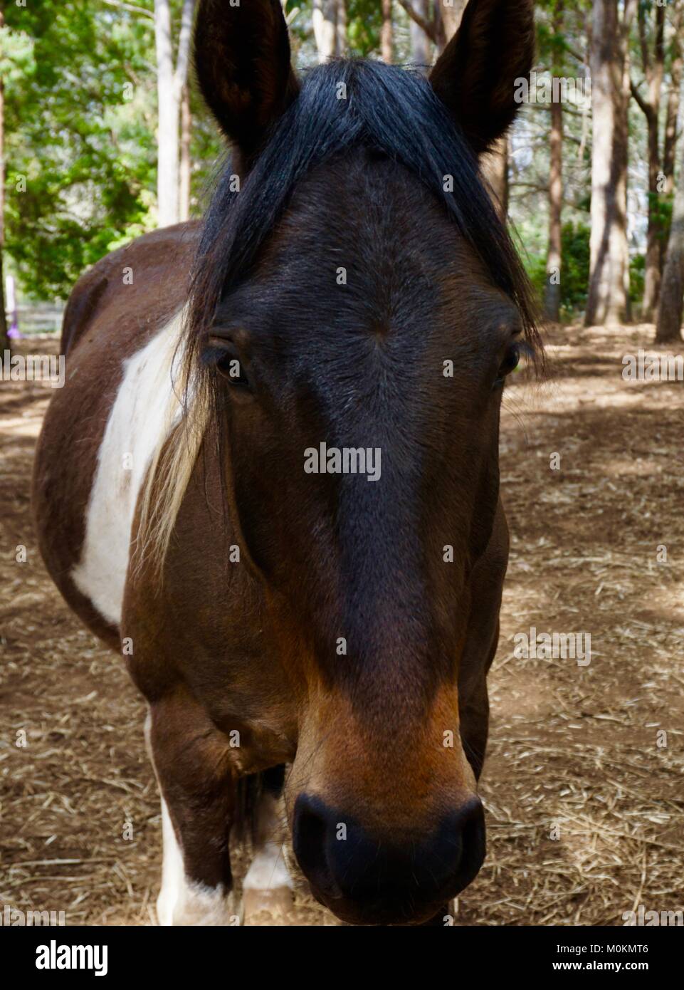 Paint horse beauty Banque D'Images