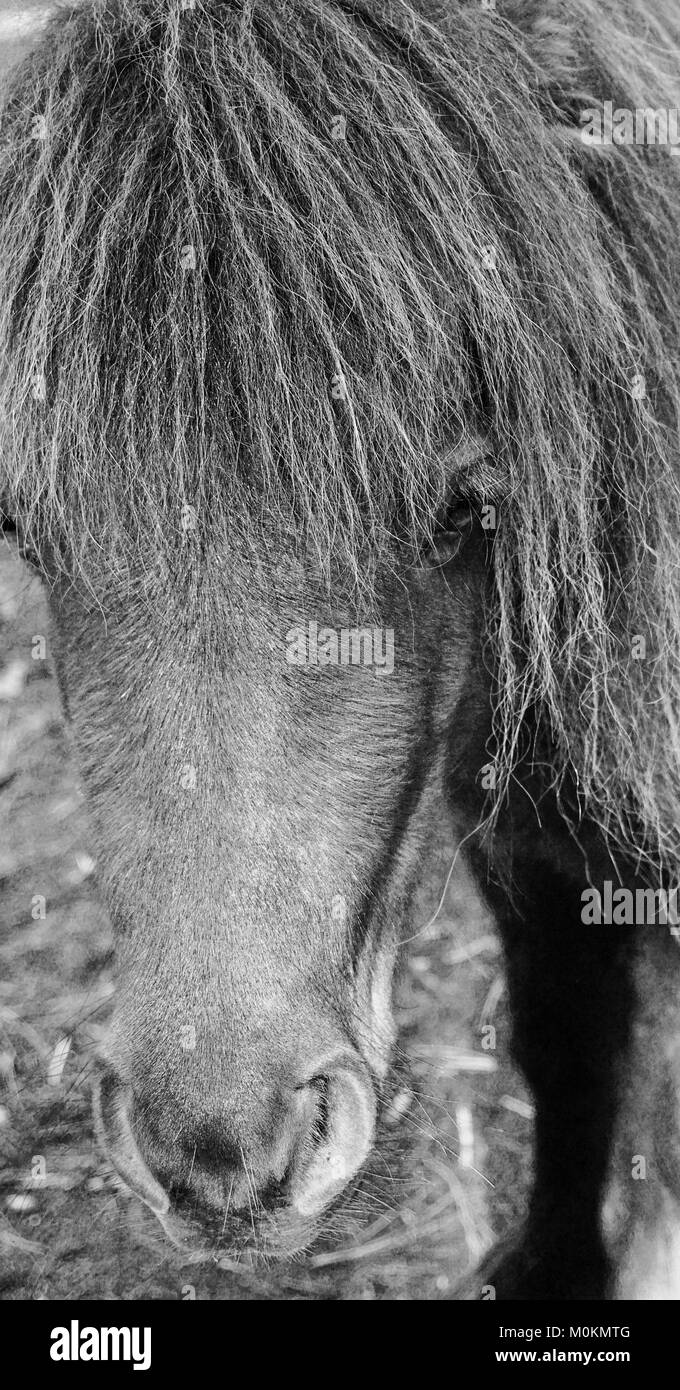 Cheval Miniature noir et blanc Banque D'Images