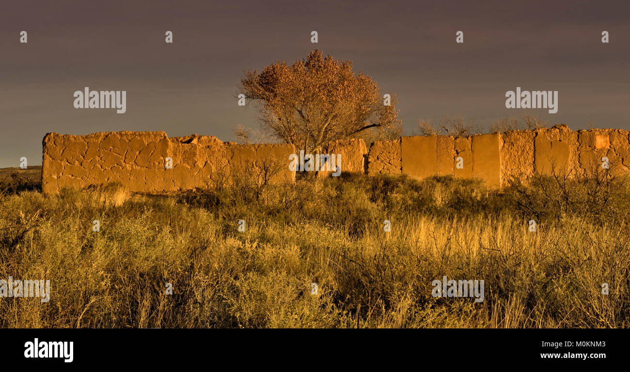 Peuplier de l'arbre de plus de ruines de quarts de troupes au lever du soleil à Fort Selden State Monument à Mesilla Valley près de Radium Springs, New Mexico, USA Banque D'Images