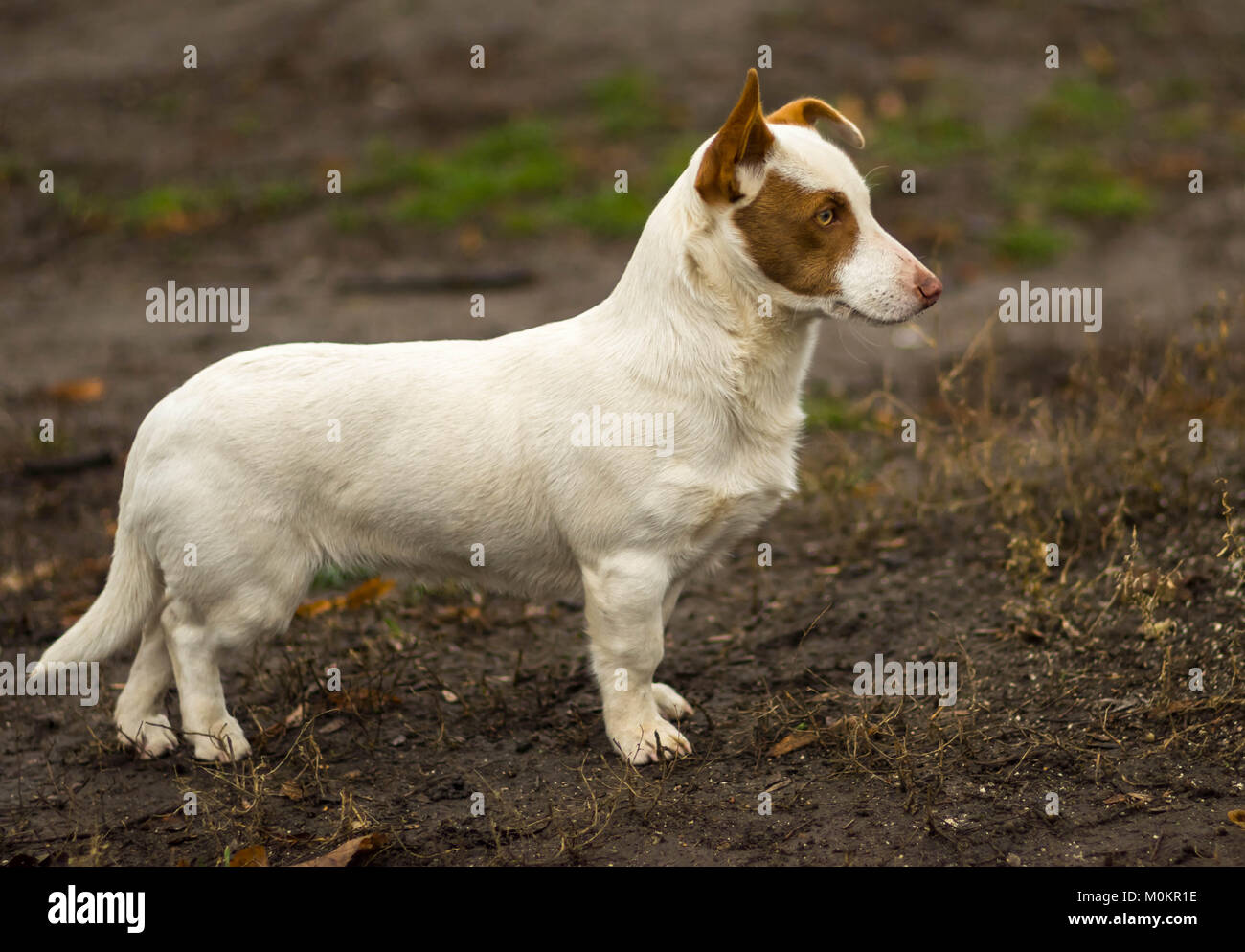 Portrait plein air de courtes pattes trapue brave chien Banque D'Images