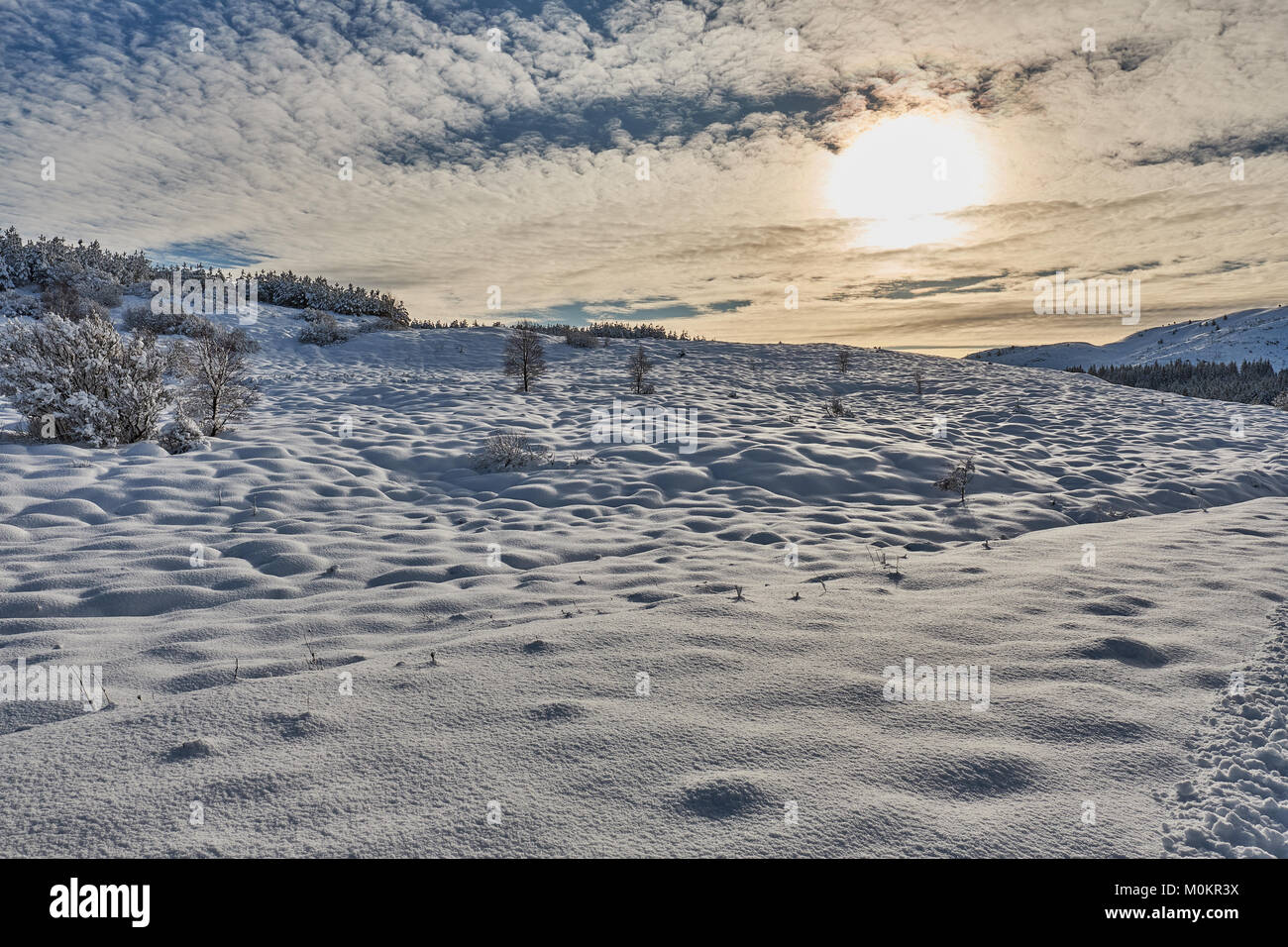 Forêt en hiver Banque D'Images