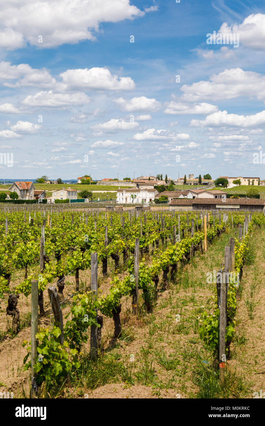 Avis de rangées de vignes jeunes verts dans un vignoble, Saint-Emilion, une commune française, située dans le département de la Gironde et Nouvelle-Aquitaine dans le sud-ouest de la France. Banque D'Images