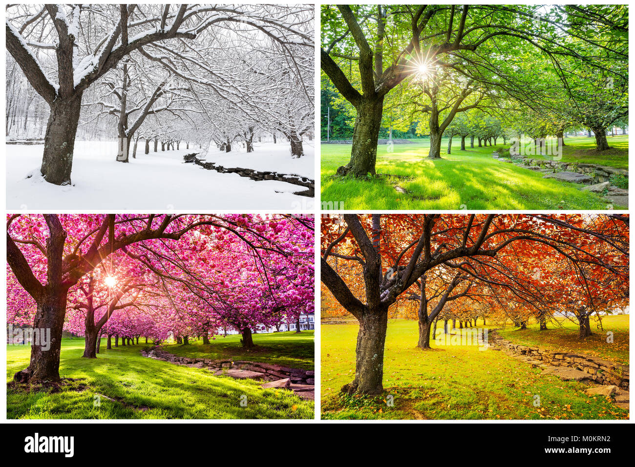 Quatre saisons avec cerisiers japonais dans Hurd Park, Dover, New Jersey Banque D'Images
