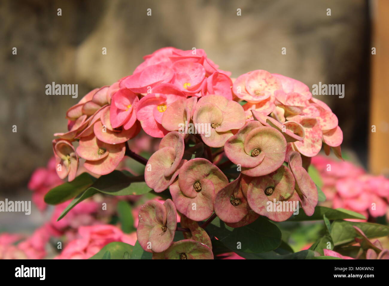Belle fleur rose Banque D'Images