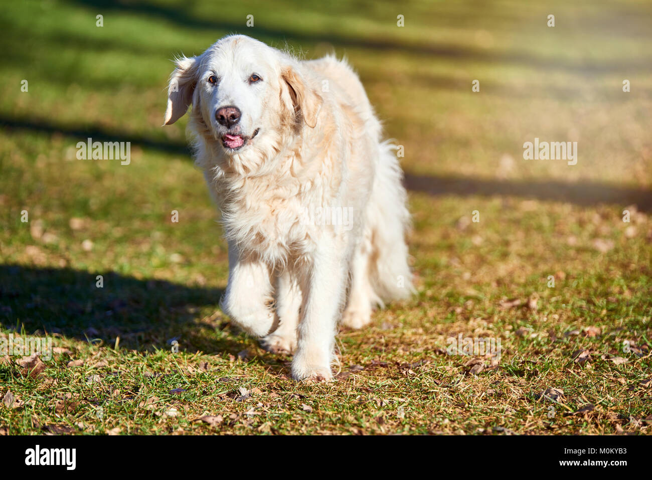 Chien golden retriever pour le coucher du soleil. Golden Retriever dog en plein air dans la nature. Banque D'Images