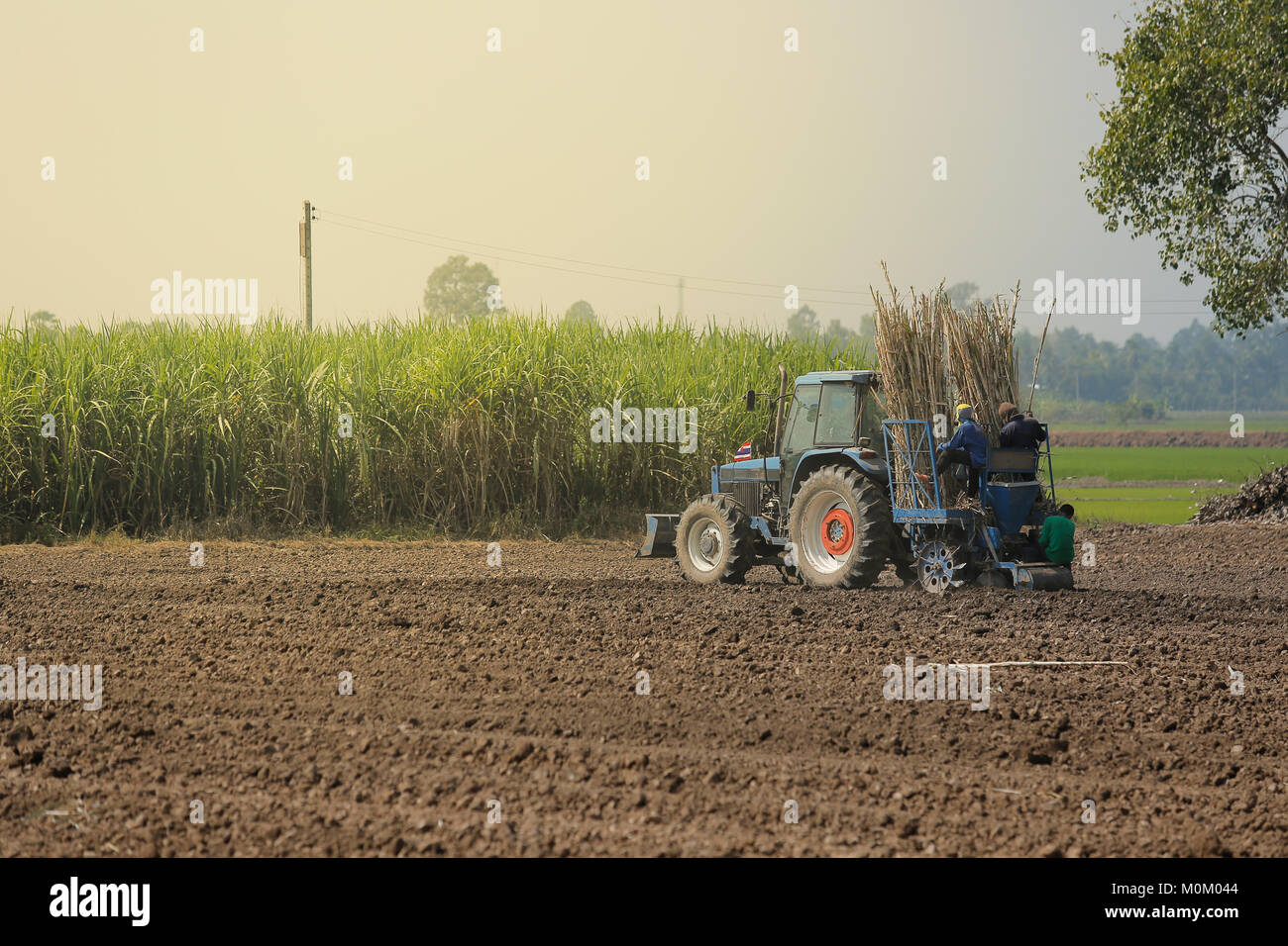 La canne à sucre de la machine en climat tropical. Banque D'Images