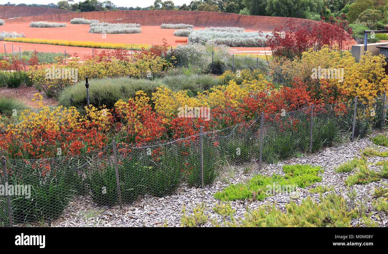 Tall Anigozanthos kangaroo paws à Australian Garden à Cranbourne Victoria Melbourne Australie Banque D'Images