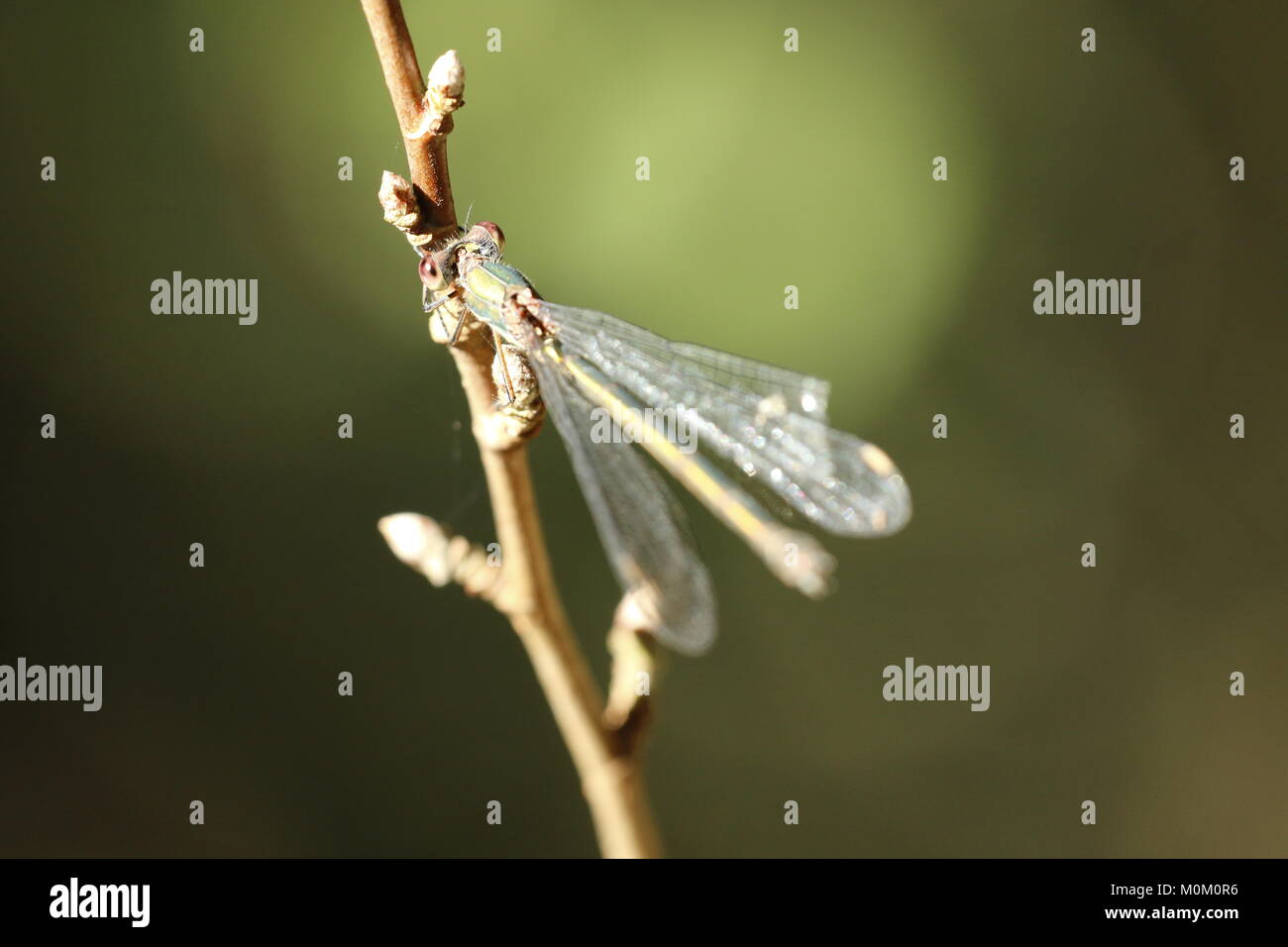 Les yeux d'une libellule en macro Banque D'Images