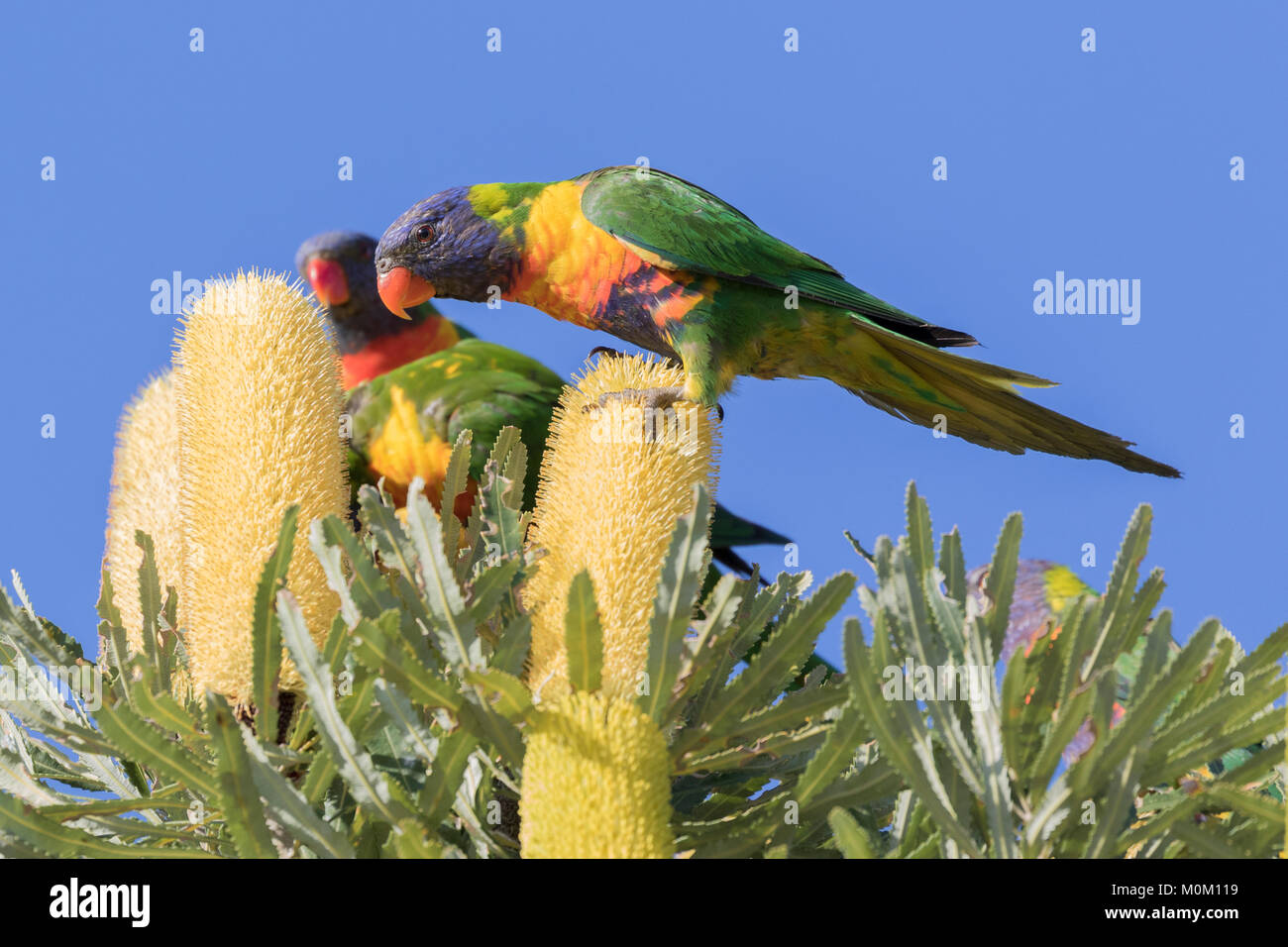 Rainbow loriquets verts (Trichoglossus haematodus) se nourrissant des graines de Banksia attenuata bougie) dans une banlieue de Perth, Australie occidentale Banque D'Images