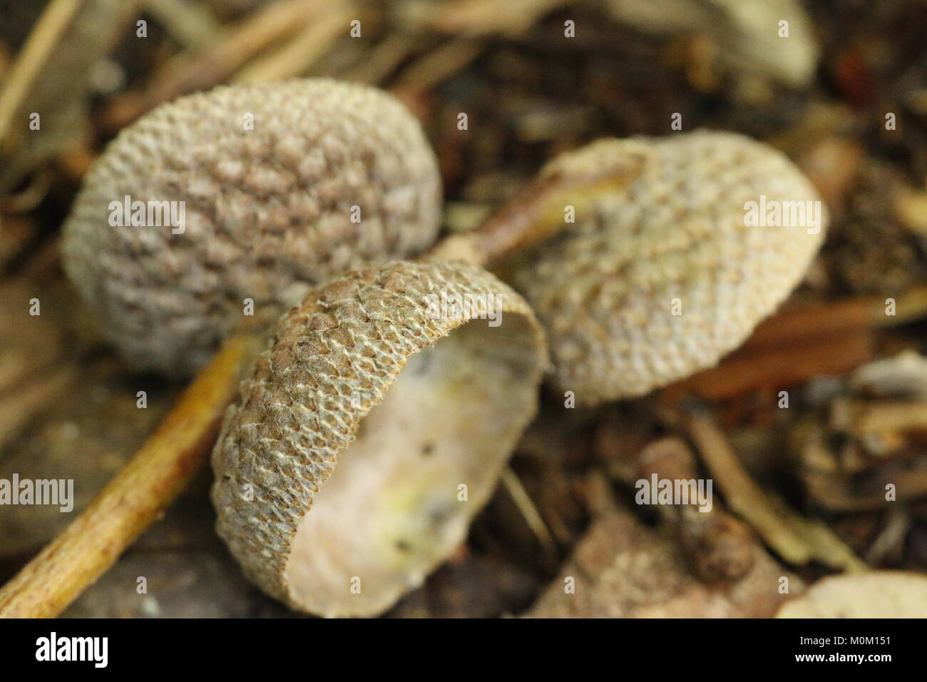 Cap d'un gland en macrophotographie Banque D'Images