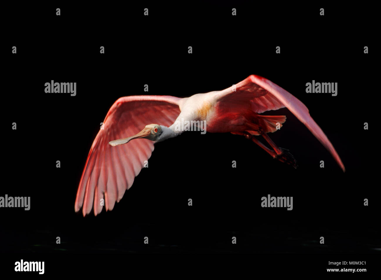 Roseate Spoonbill, Sanibel Island, Floride, USA / (Platalea ajaja, Ajaja ajaja) | Rosaloeffler, Sanibel Island, Floride, USA Banque D'Images