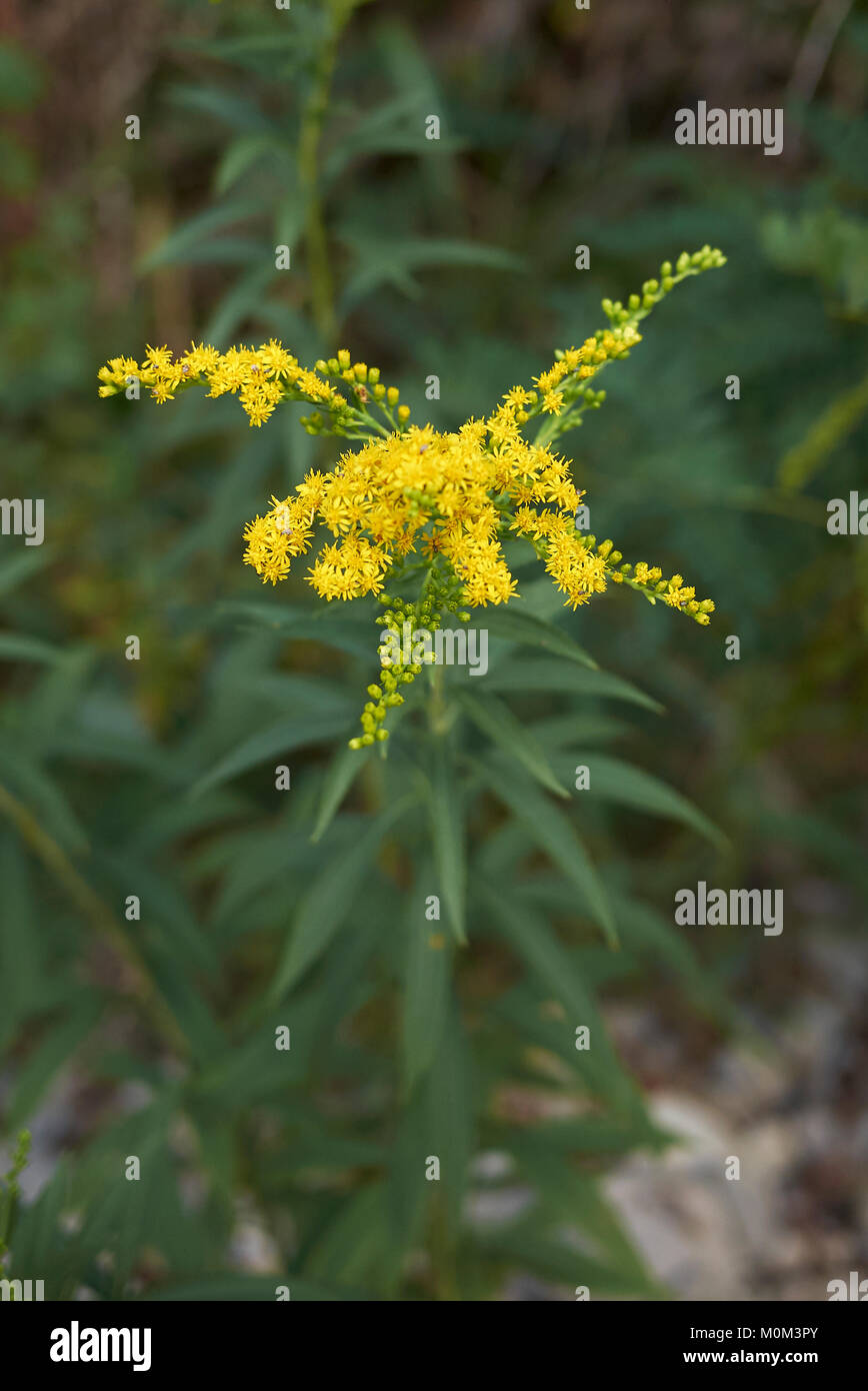 Solidago gigantea Banque D'Images