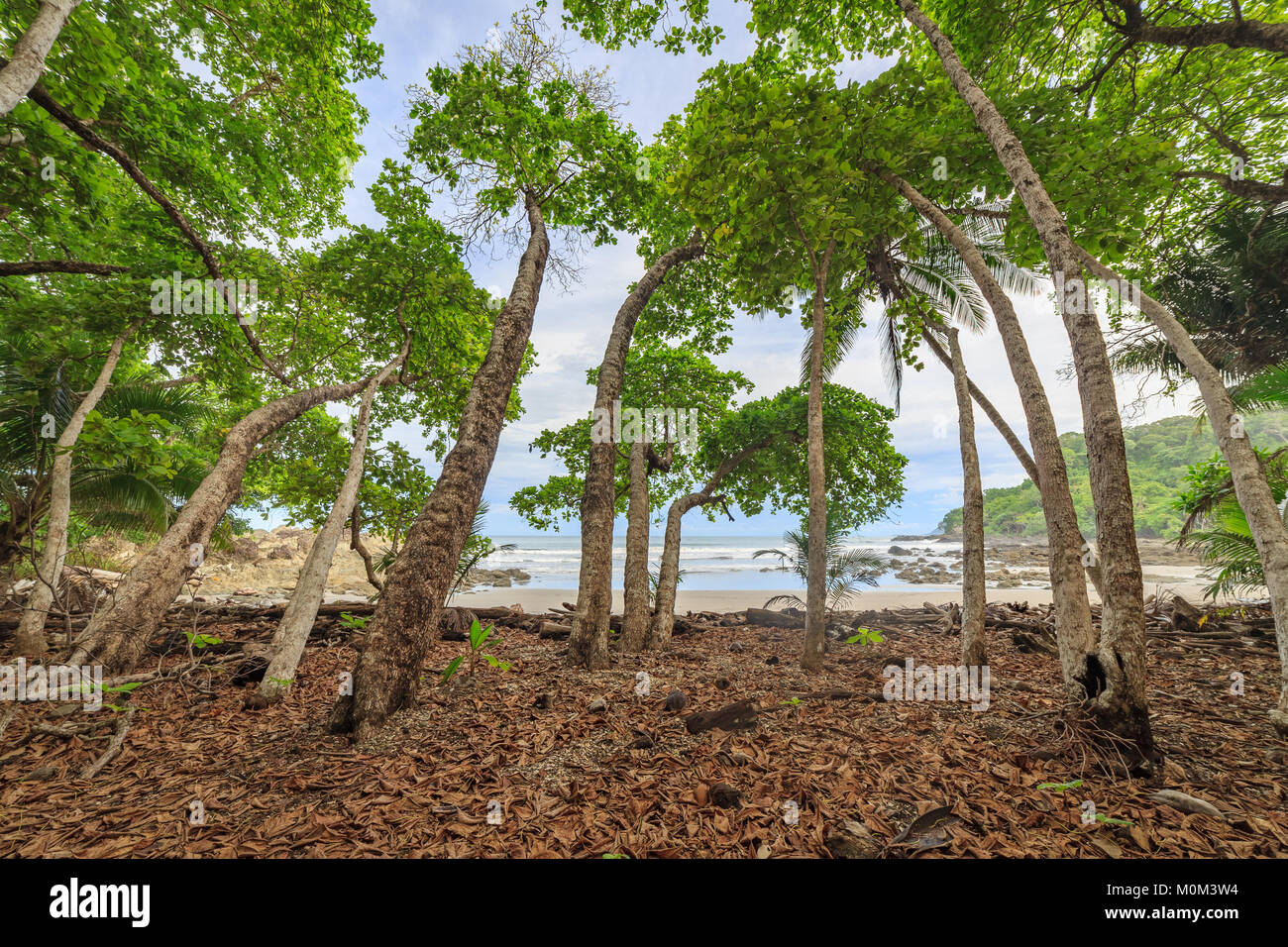 Les arbres inclinés at beach Banque D'Images