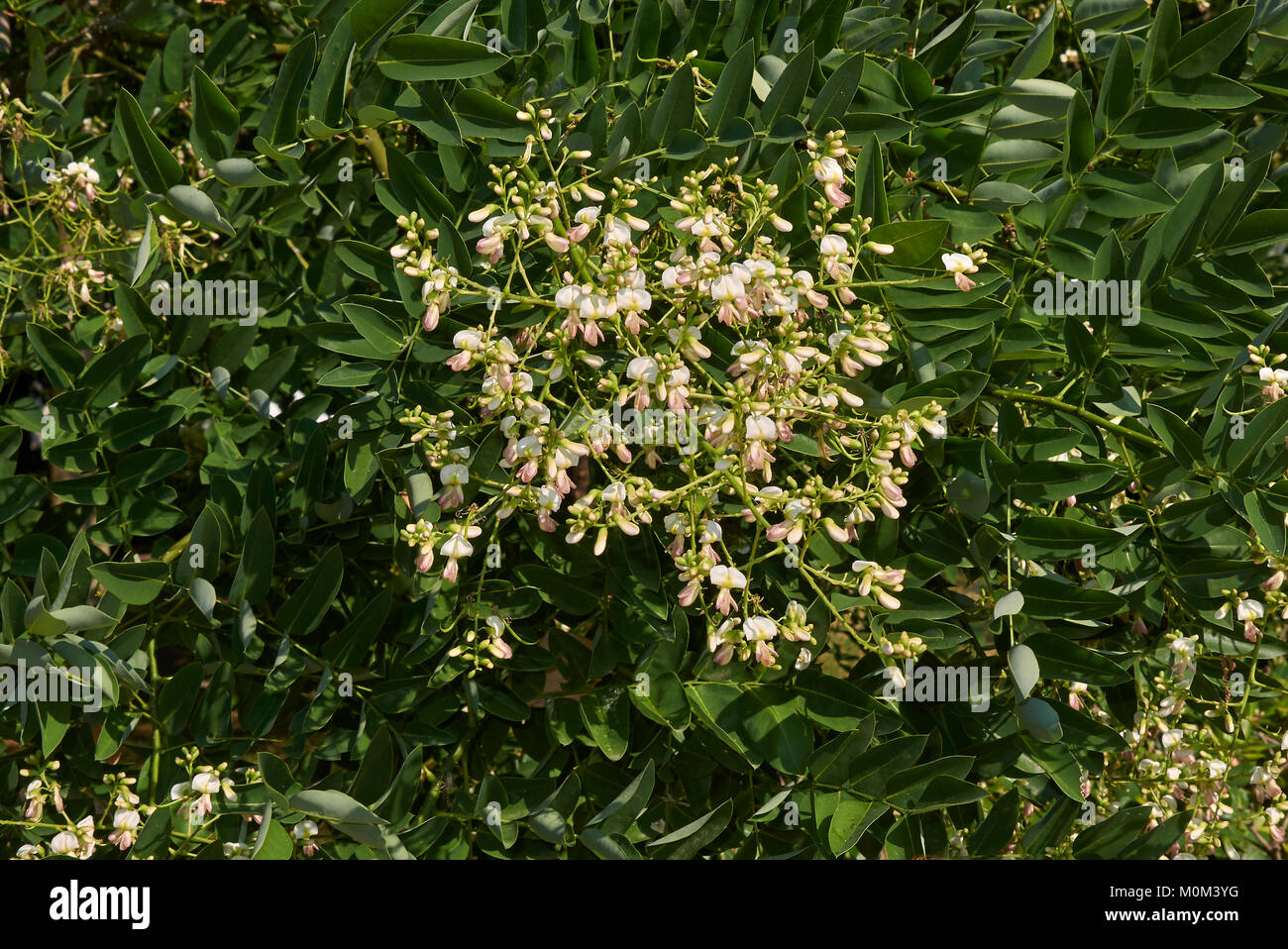 Styphnolobium japonicum Banque D'Images