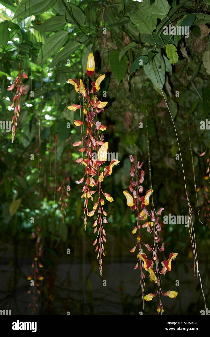 Thunbergia mysorensis Banque D'Images