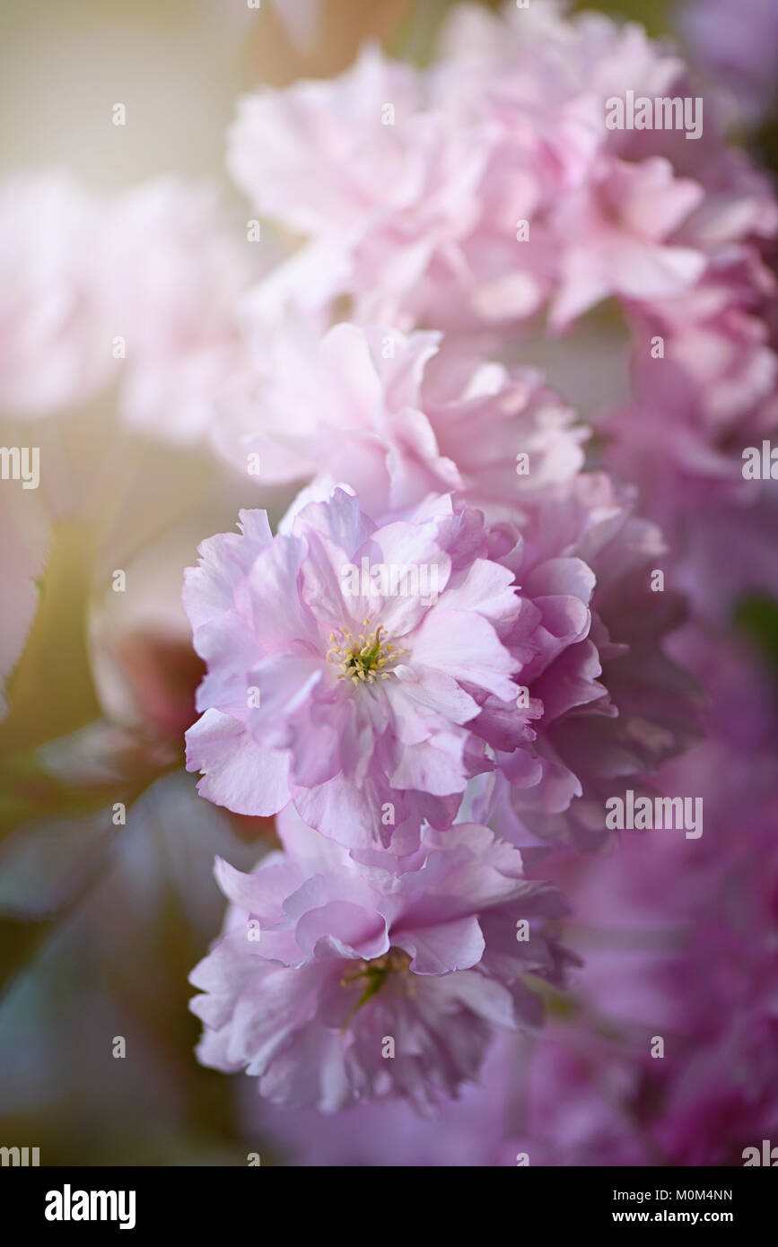 Image de la superbe floraison de printemps 'Prunus Kanzan' fleurs fleur de cerisier rose Banque D'Images