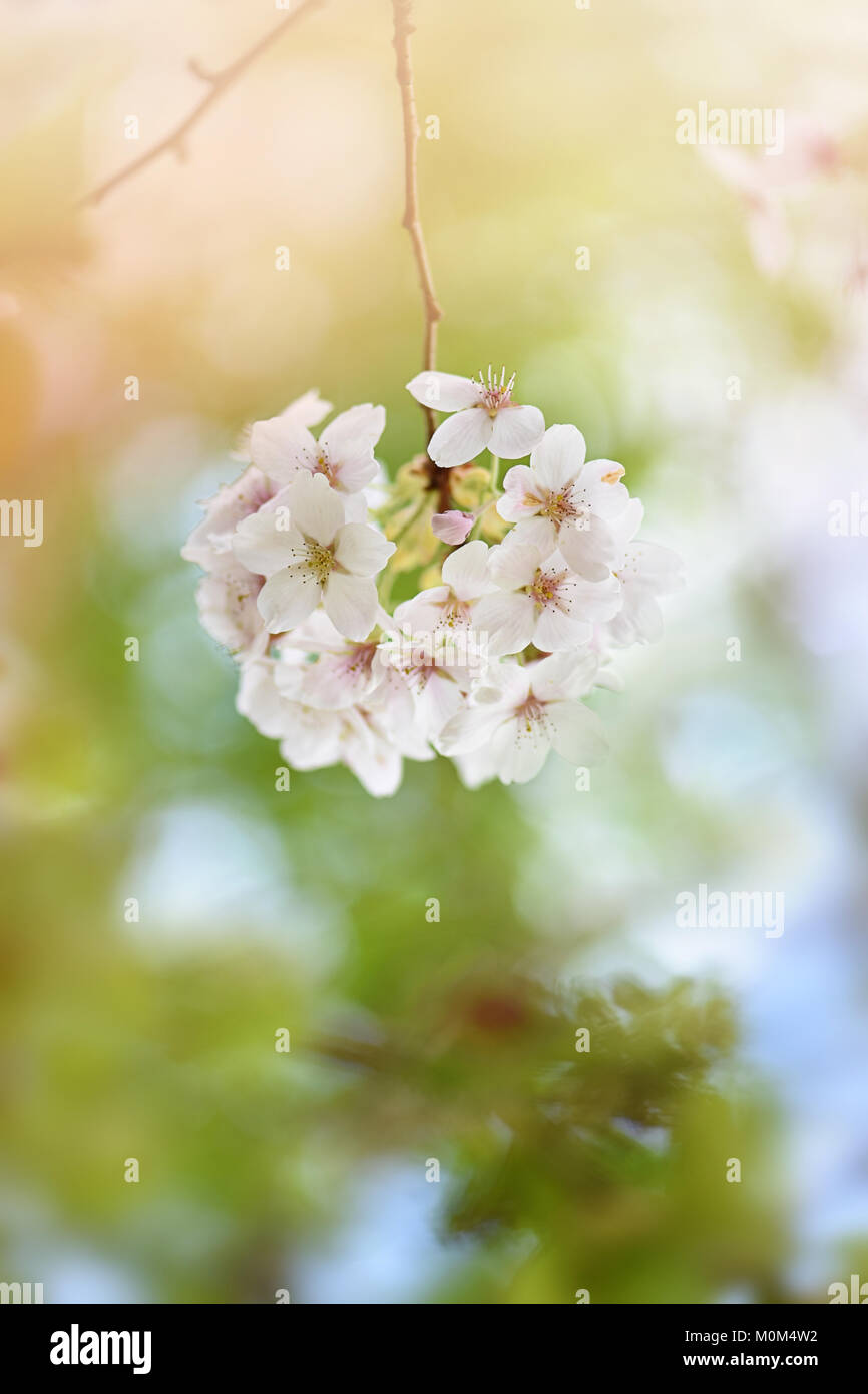 Blanc délicat, printemps, Fleur de cerisier fleurs de près. Banque D'Images