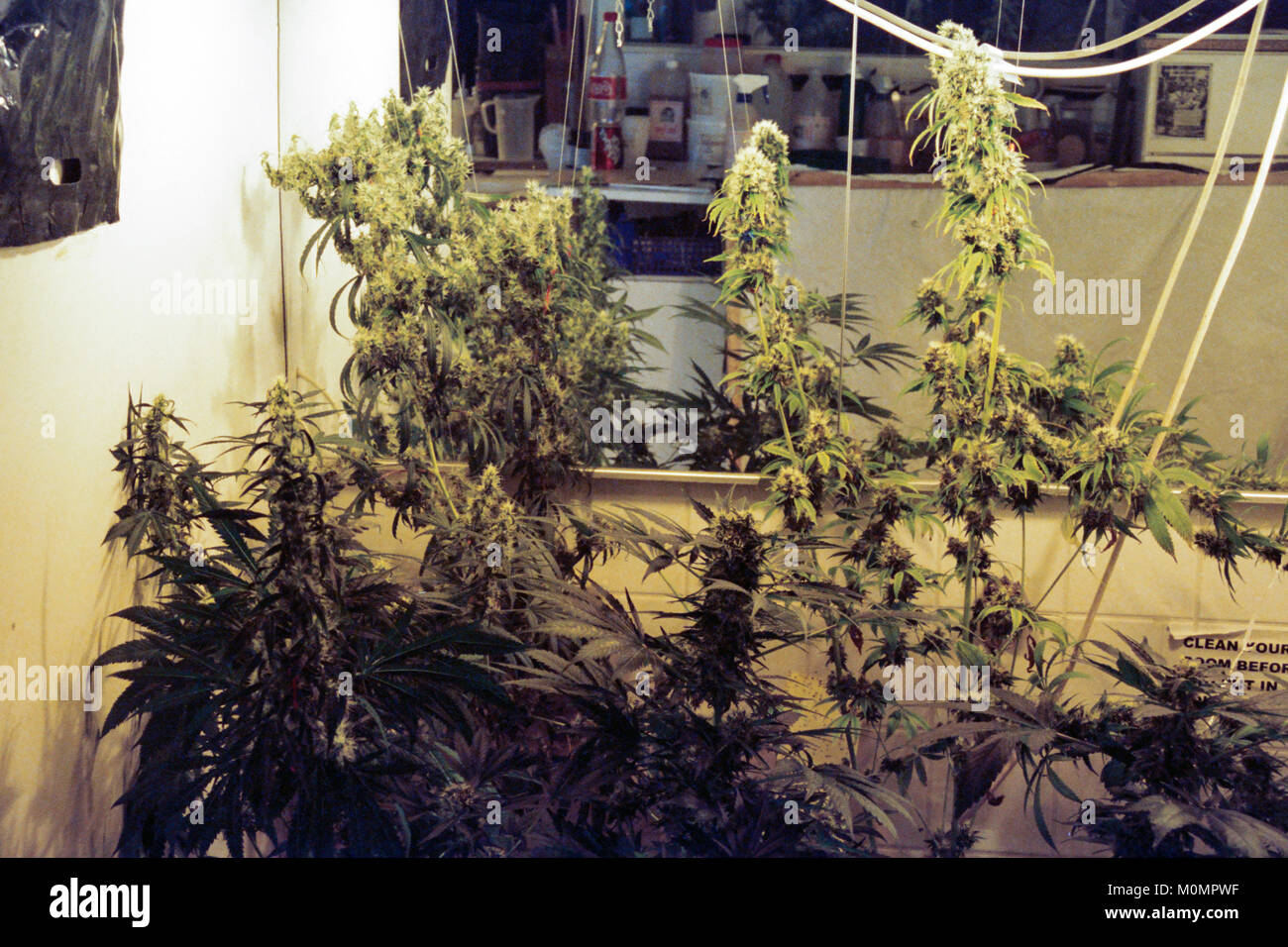 Les plantes de cannabis au musée de la marijuana à Amsterdam, Pays-Bas. Banque D'Images