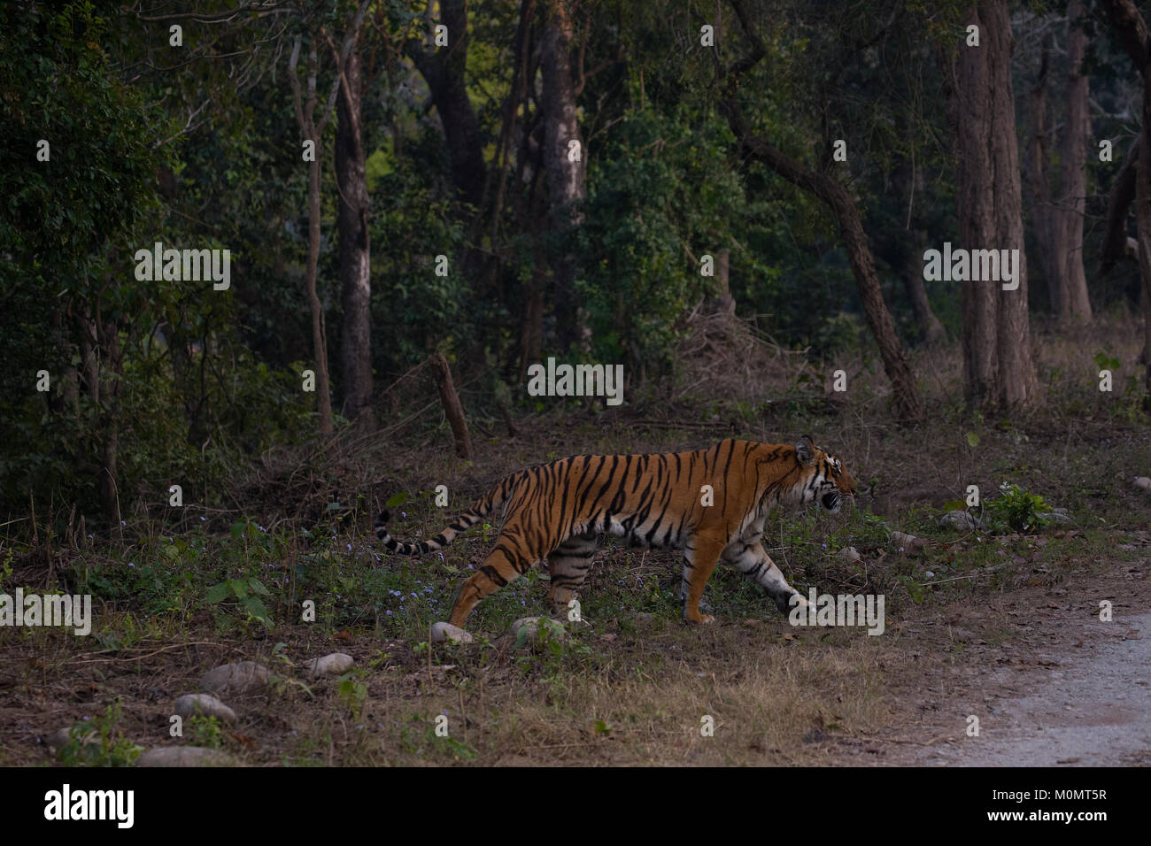 Tigre du Bengale Royal sur piste en forêt dans le parc national de Corbett Banque D'Images