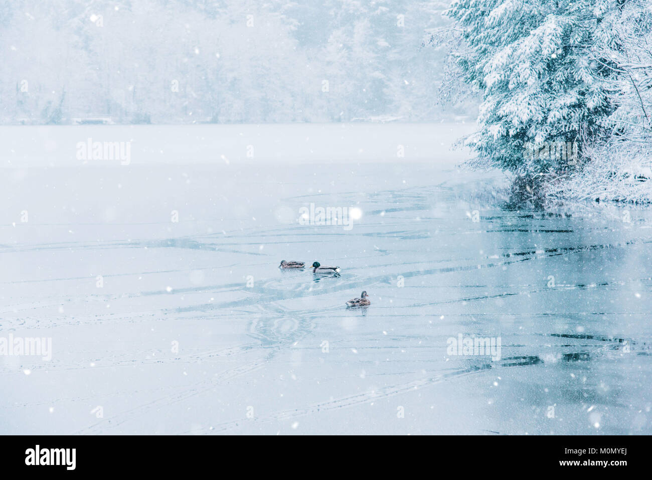 Paysage d'hiver et des canards demi lac gelé. Banque D'Images