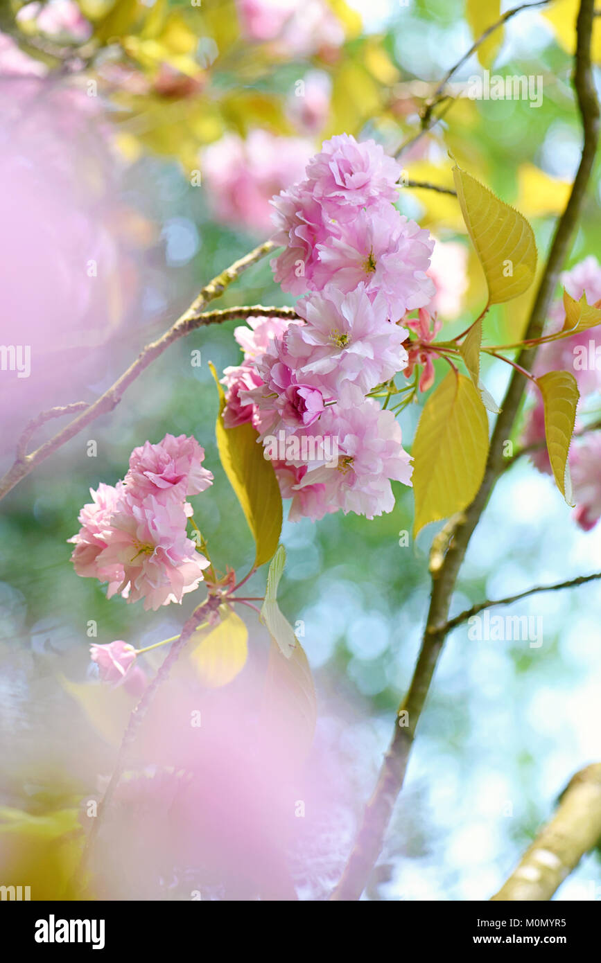 Image de la superbe floraison de printemps 'Prunus Kanzan' fleurs fleur de cerisier rose Banque D'Images