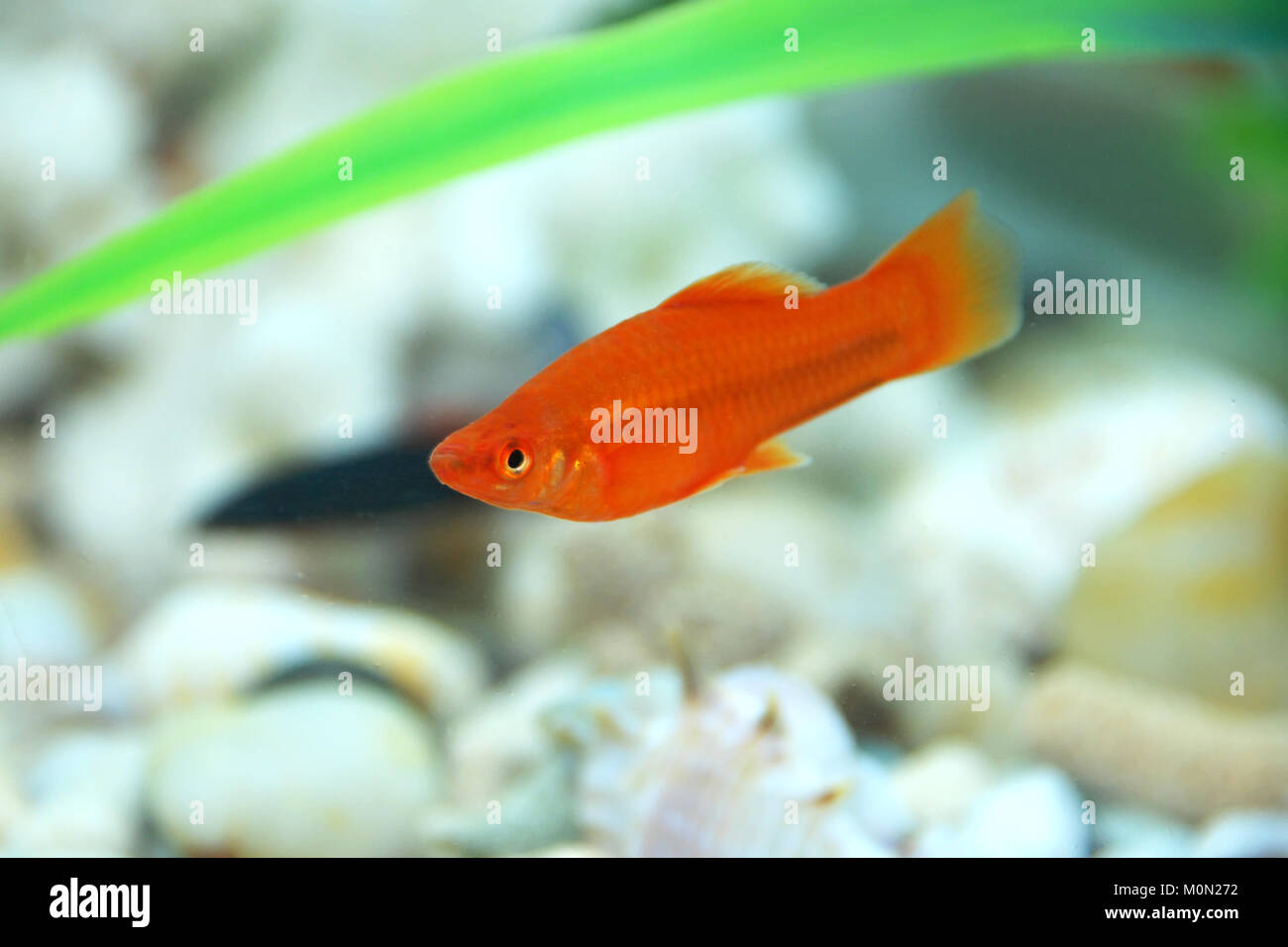 Paire de porte-épée rouge Xiphophorus helleri Hommes Femmes poissons  d'aquarium d'isolé sur blanc . dans l'aquarium poisson rouge Photo Stock -  Alamy