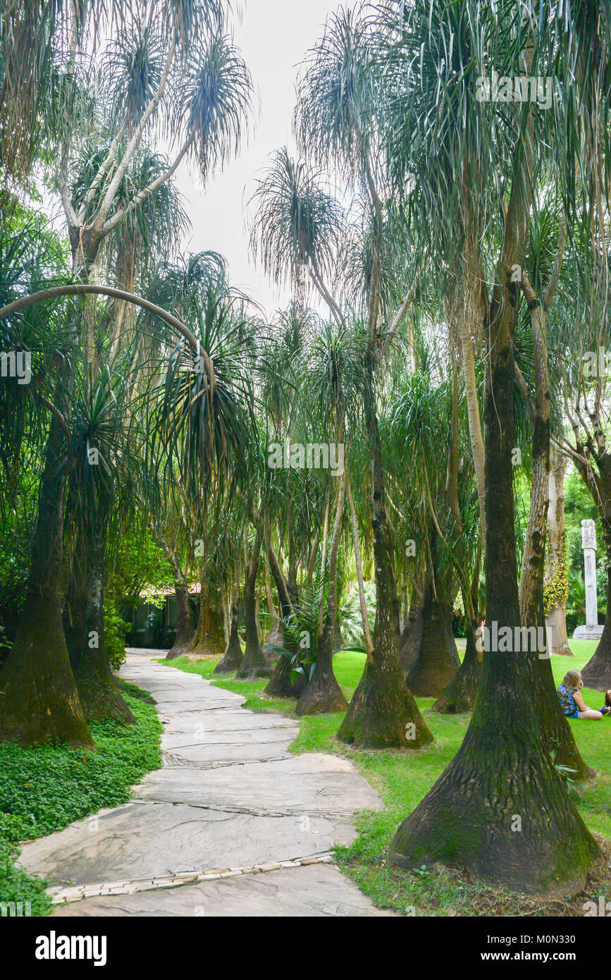 Institut Inhotim est un musée et musée d'art contemporain et le jardin botanique situé à Brumadinho, Brésil - Beaucarnea, Ponytail Palm Banque D'Images