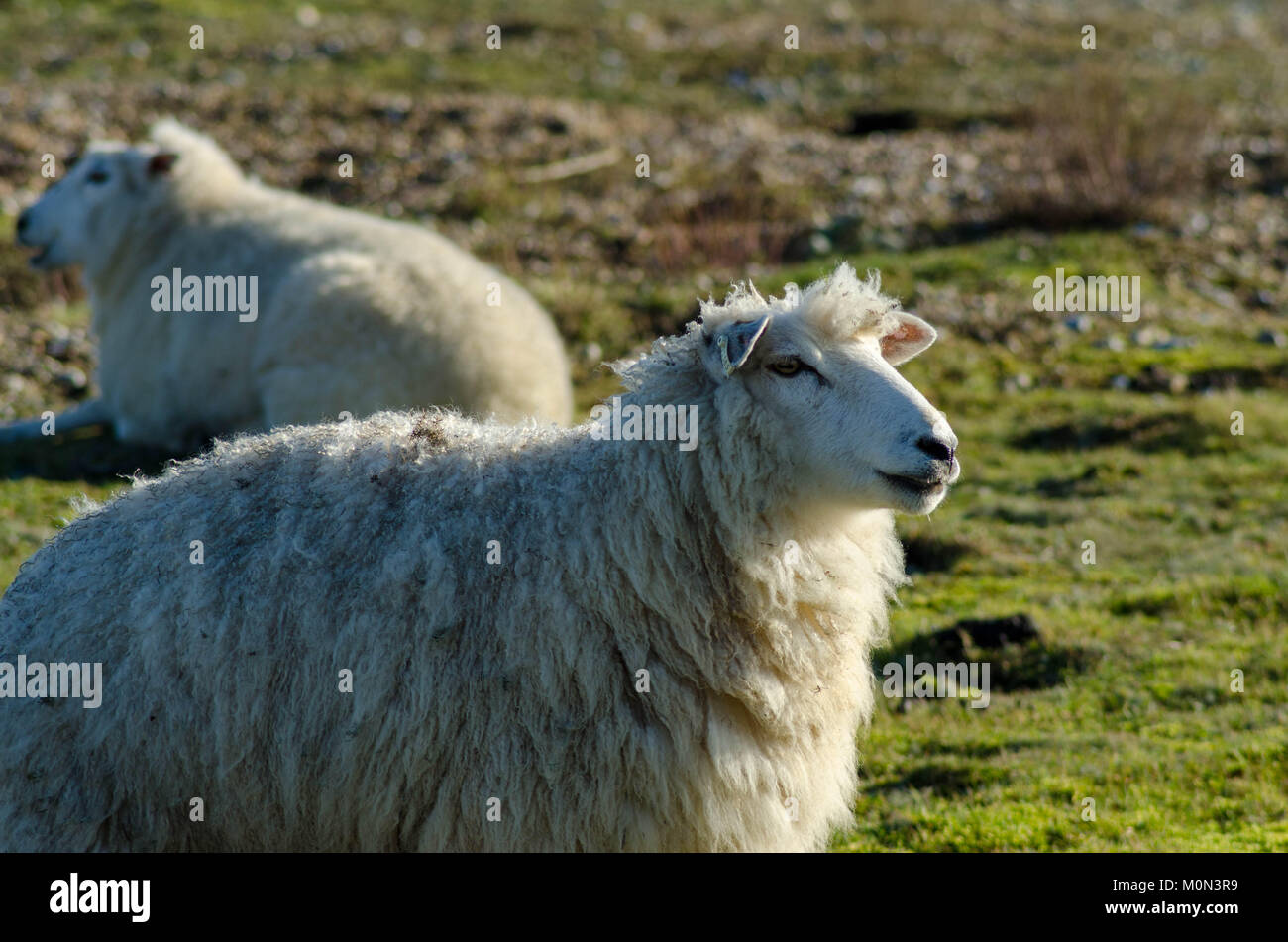 Moutons dans le Marais Banque D'Images