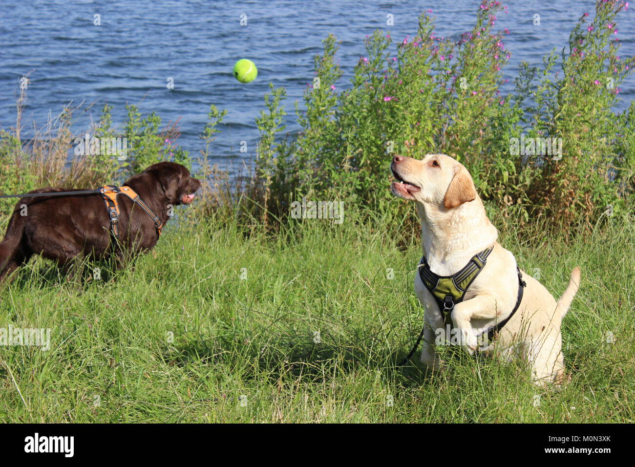 Golden Labrador photo d'action saute pour balle de tennis en été Banque D'Images