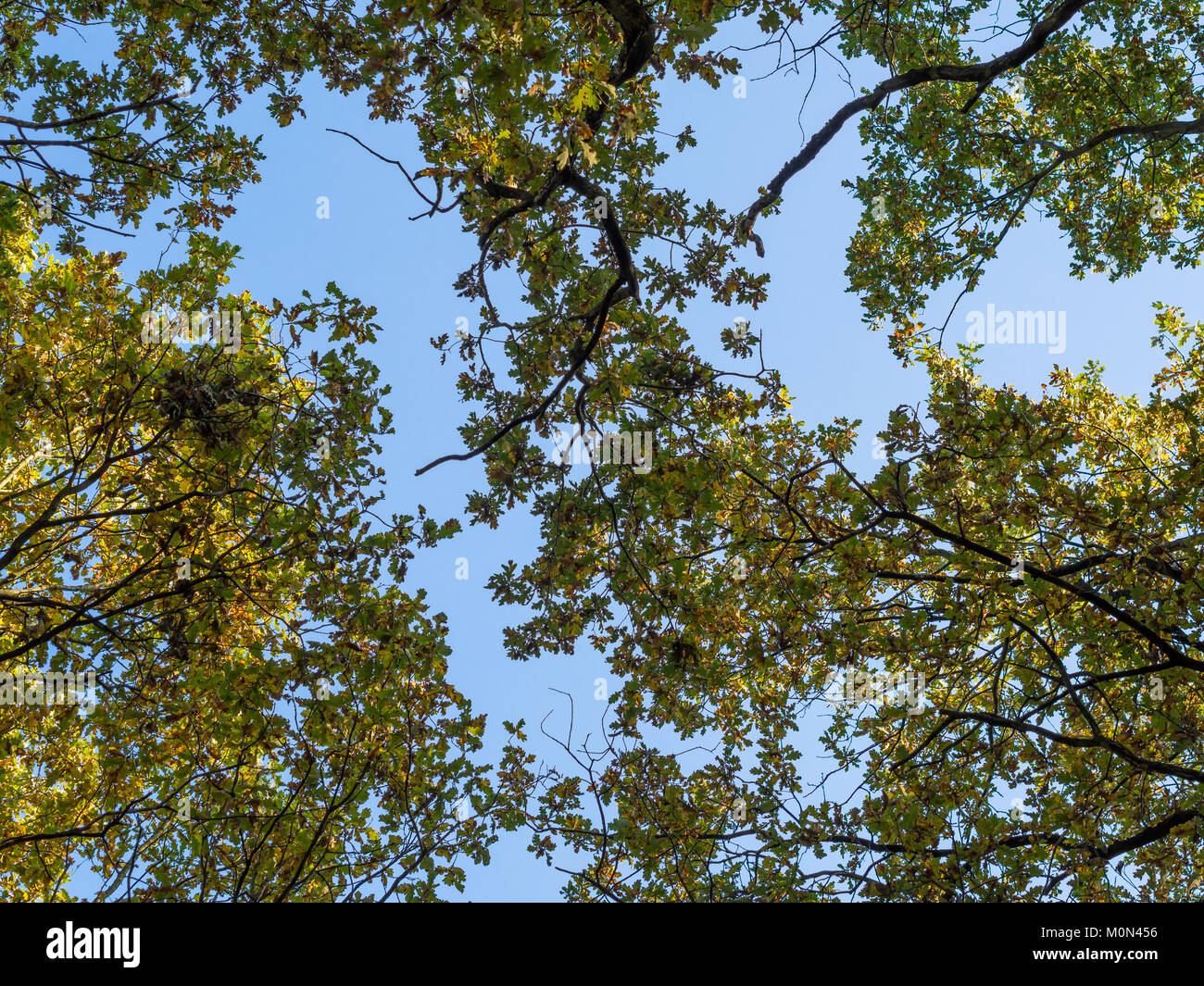 Low angle view en haut des chênes avec ciel bleu au cours de l'automne Banque D'Images