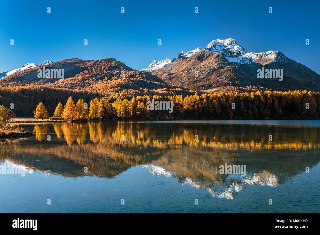La couleur des feuilles d'automne dans les mélèzes dans la vallée de l''Engadine, Graubuden, Suisse, Europe. Banque D'Images