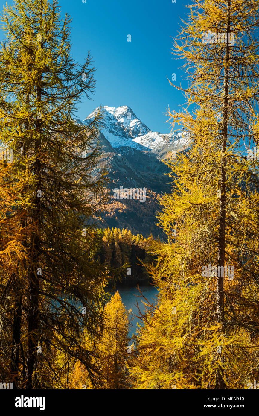 La couleur des feuilles d'automne dans les mélèzes dans la vallée de l'Engadine, Graubuden, Suisse, Europe. Banque D'Images