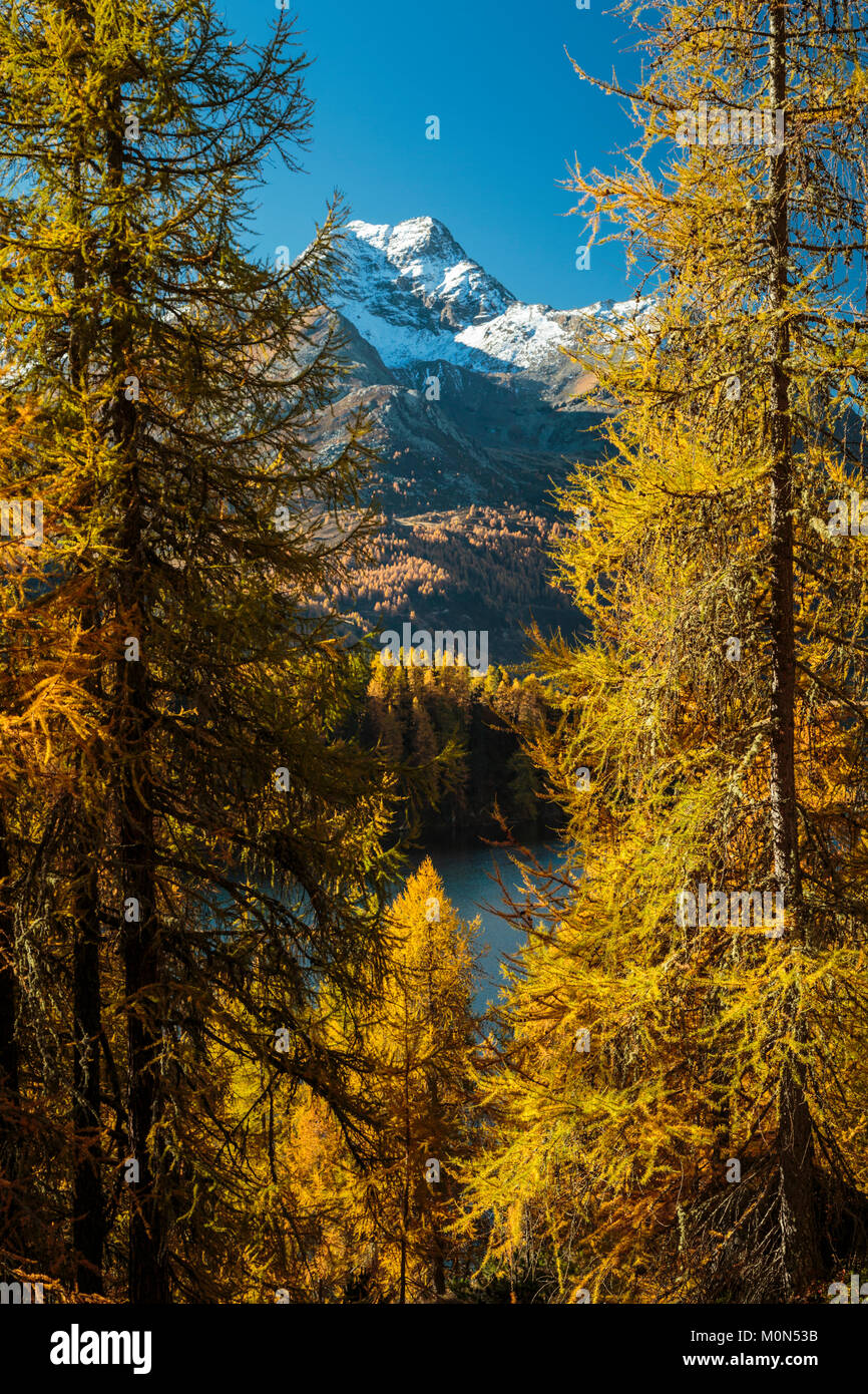 La couleur des feuilles d'automne dans les mélèzes dans la vallée de l'Engadine, Graubuden, Suisse, Europe. Banque D'Images