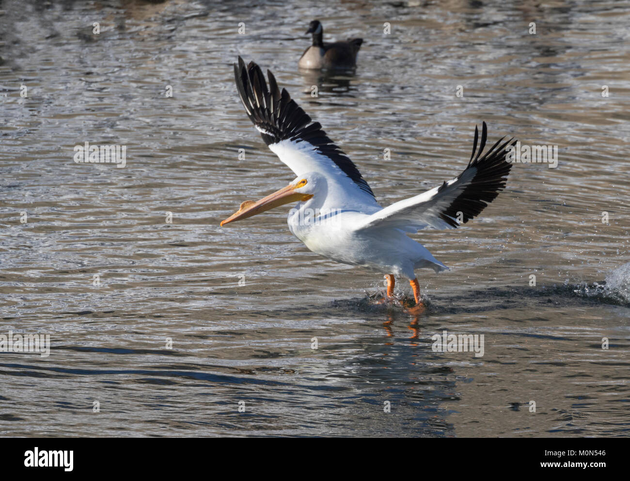 Pélican blanc volant au-dessus de la rivière Des Moines (Iowa) Banque D'Images