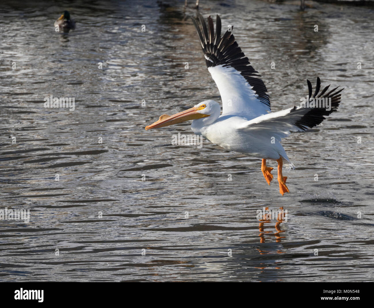 Pélican blanc volant au-dessus de la rivière Des Moines (Iowa) Banque D'Images