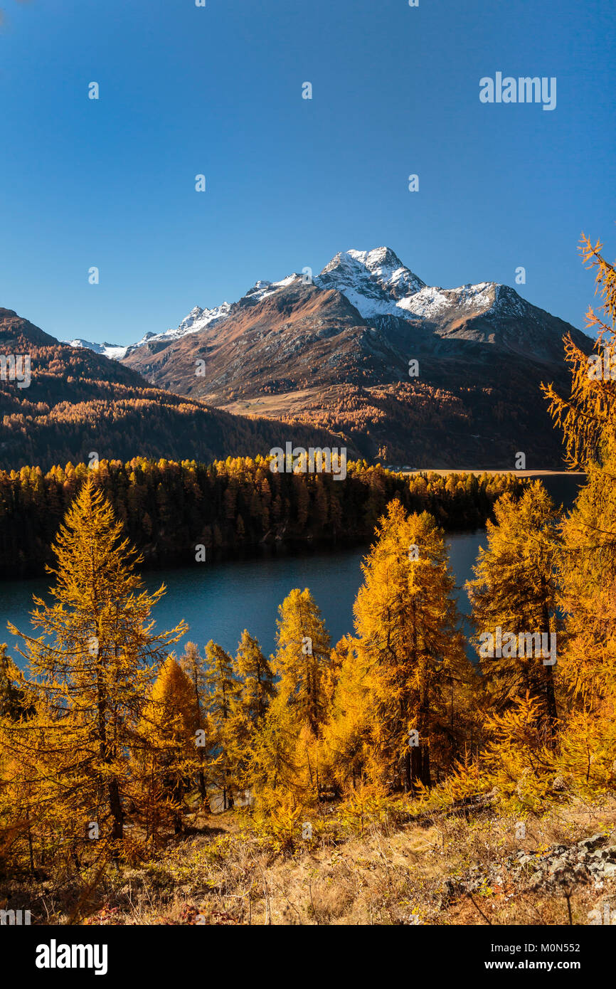 La couleur des feuilles d'automne dans les mélèzes dans la vallée de l''Engadine, Graubuden, Suisse, Europe. Banque D'Images